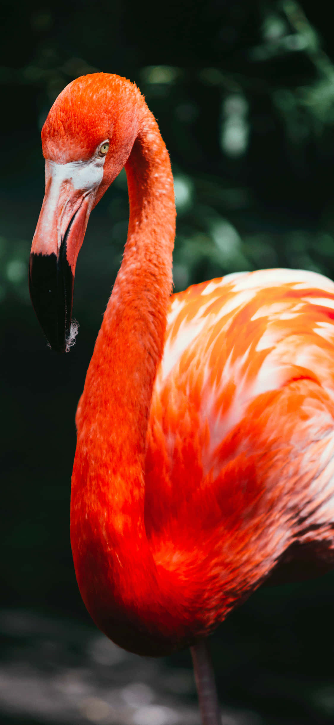 flamingo, red, dark green, Full HD Phone Wallpaper