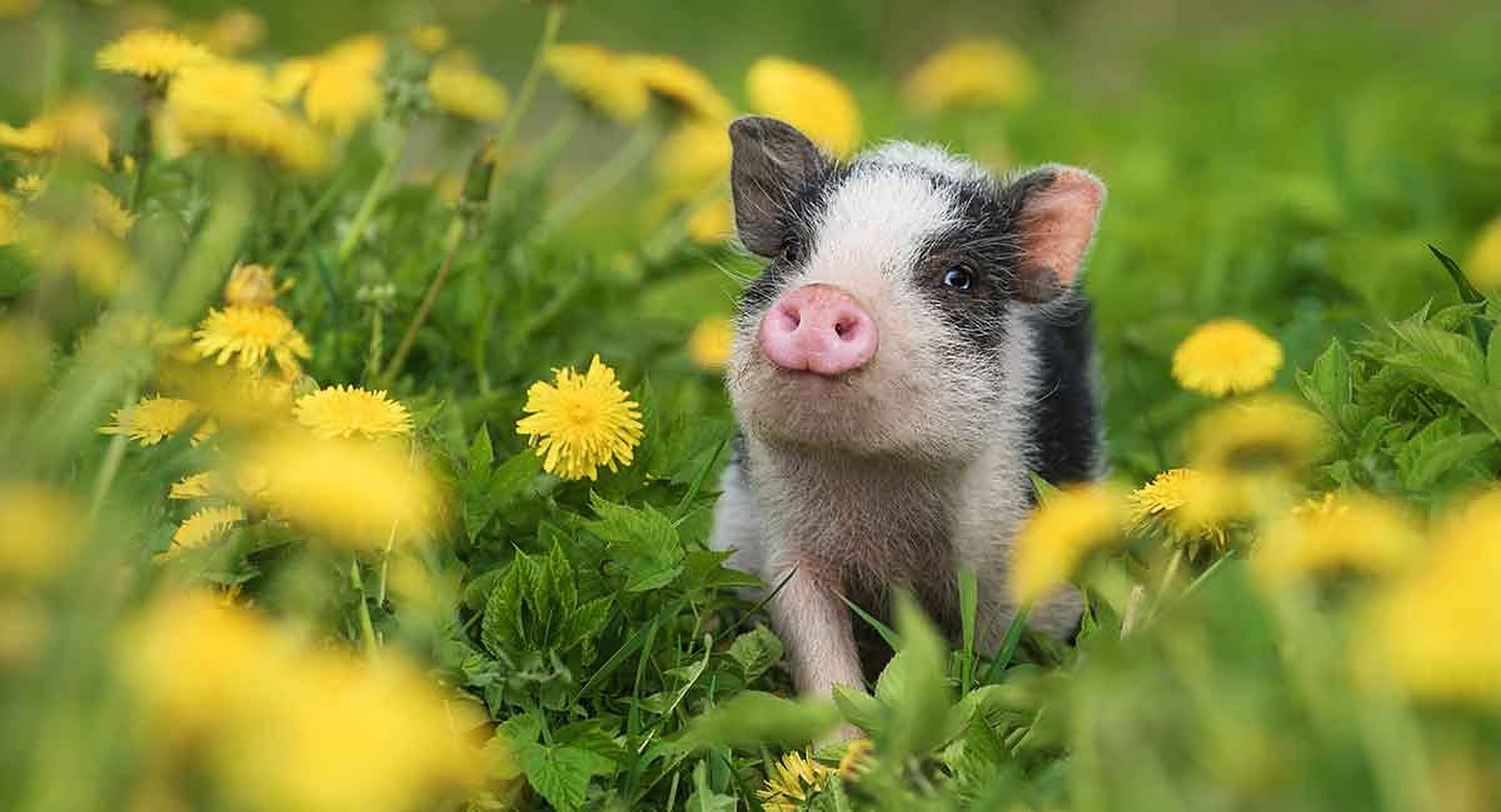cute pig, black and white piglet, vibrant yellow dandelions, Full HD Desktop Wallpaper