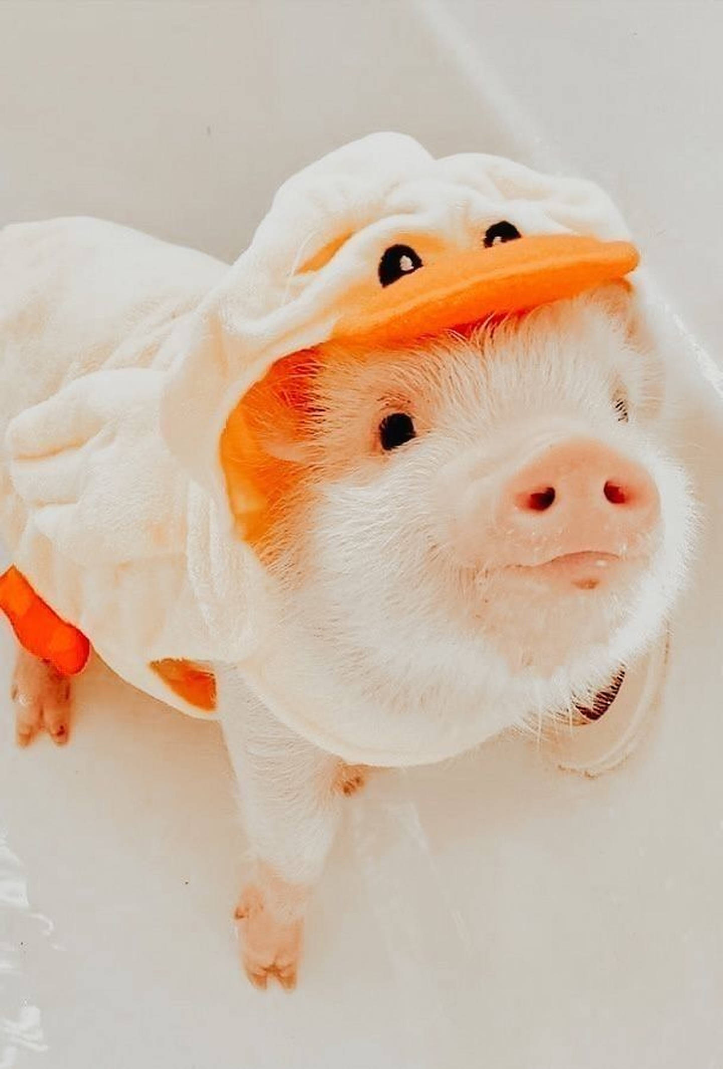 cute pig duck costume, fluffy white duck costume, orange beak, Full HD Phone Wallpaper