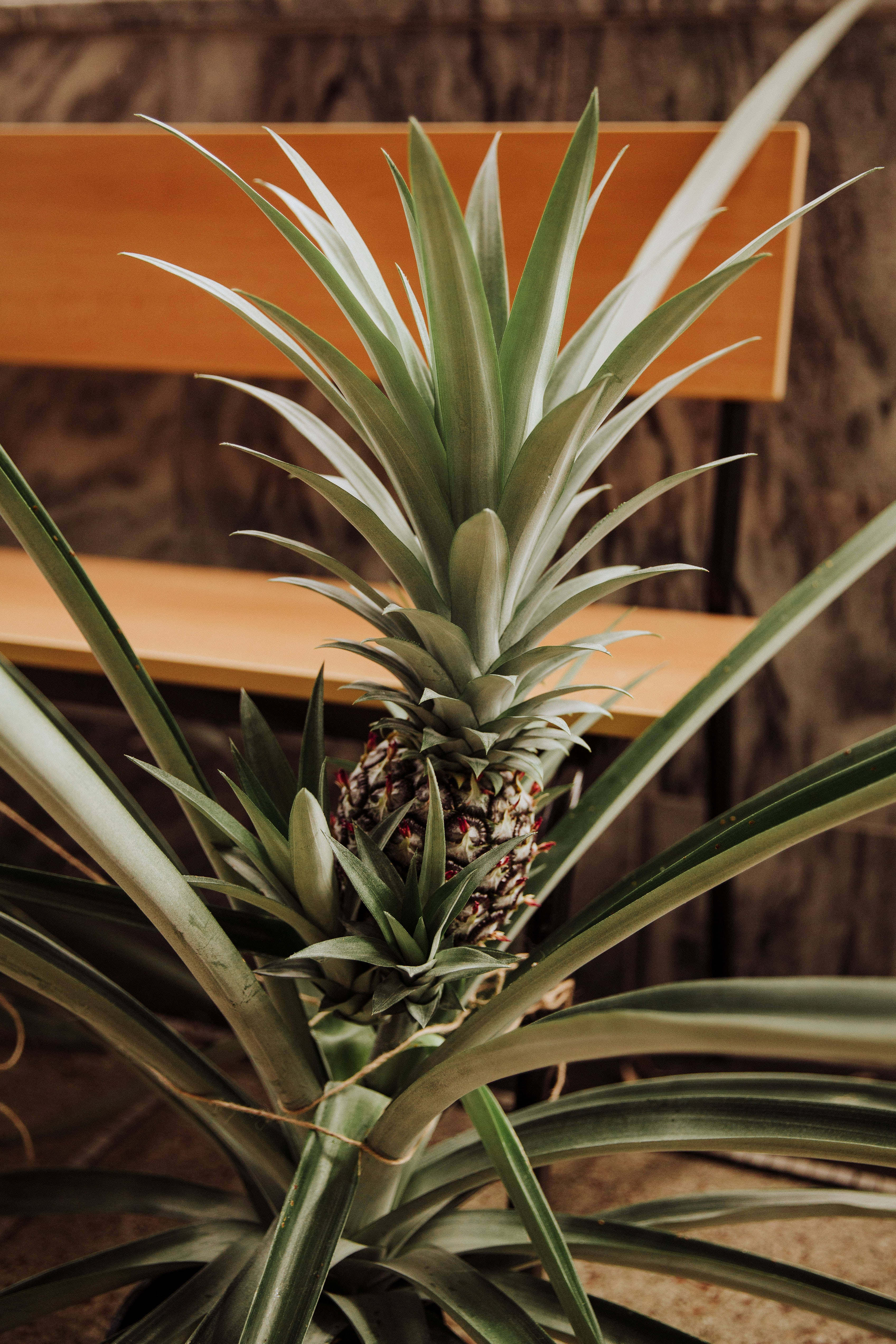 pineapple plant, spiky green leaves, developing fruit, 4K Phone Wallpaper