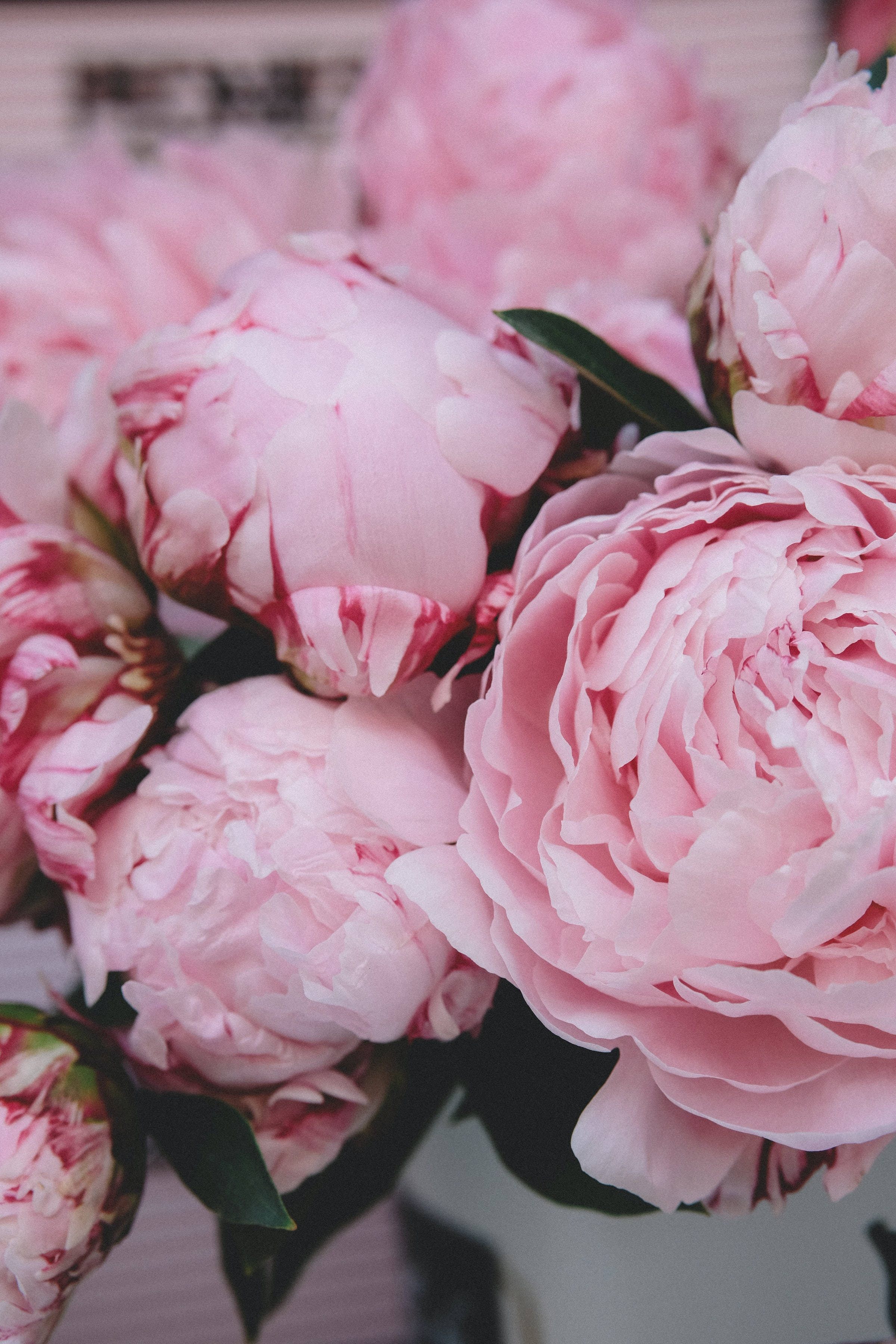 peony, pink, spring flowers, 2K Phone Wallpaper