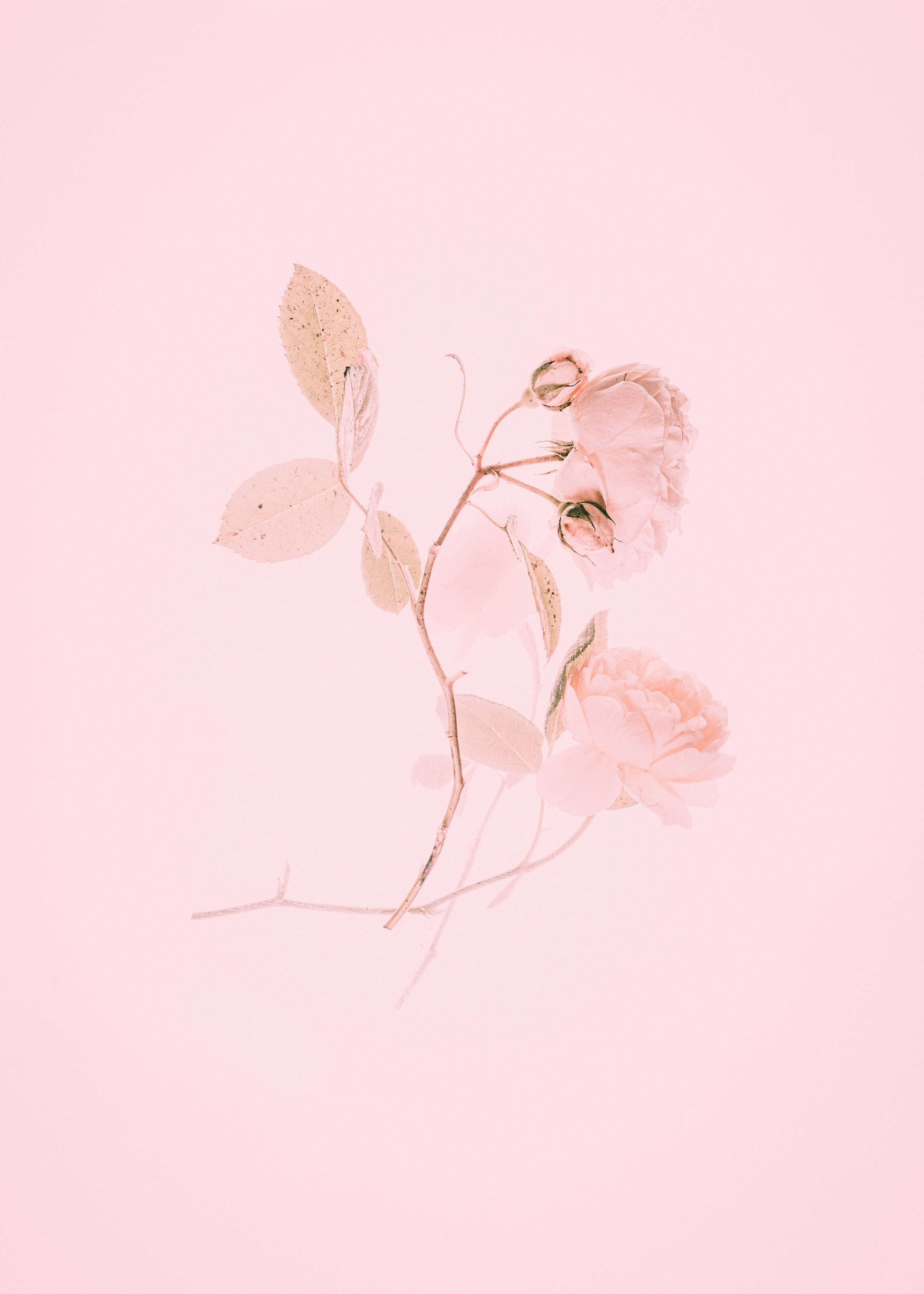 cute pink aesthetic, roses, pale pink roses, 2K Phone Wallpaper