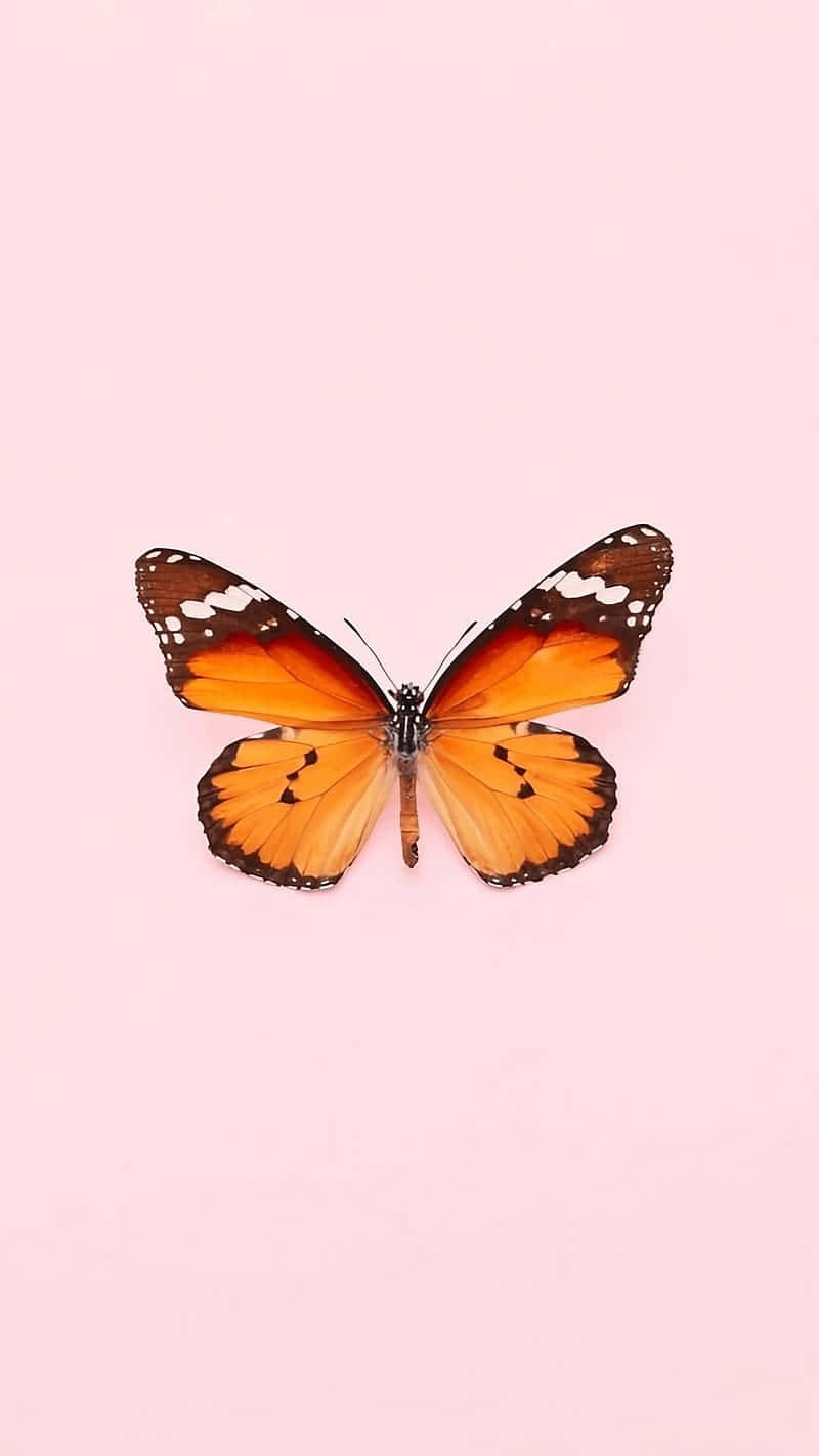 orange monarch butterfly, black and white markings, soft pink background, HD Phone Wallpaper