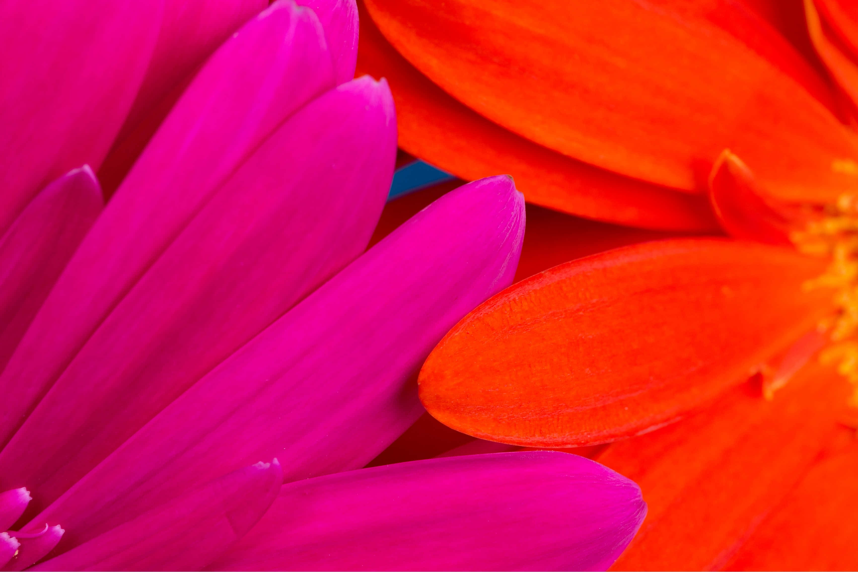 magenta and orange gerbera daisies, vibrant close-up, soft petal textures, 2K Desktop Wallpaper