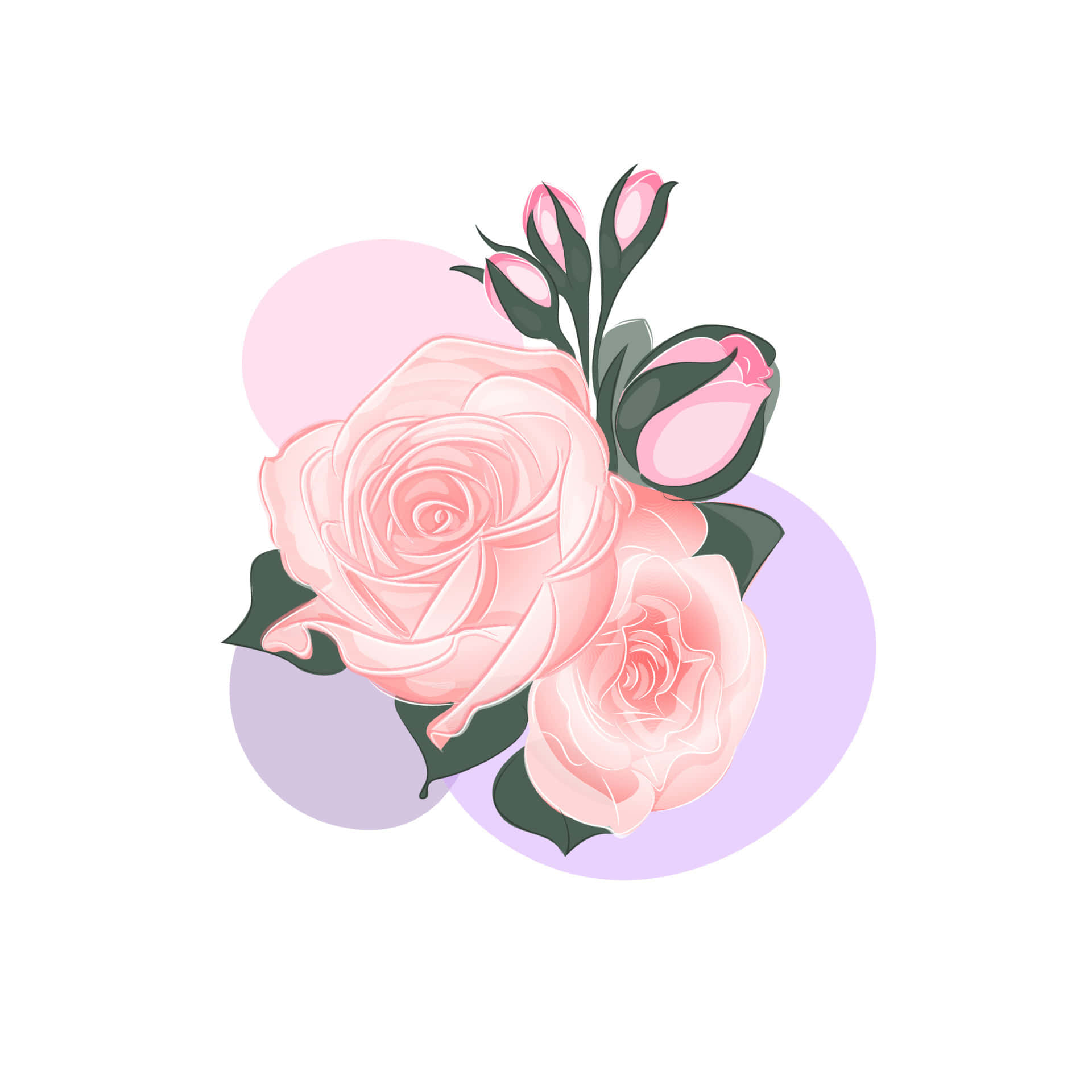 pink roses, buds, dark green leaves, Full HD Desktop Wallpaper