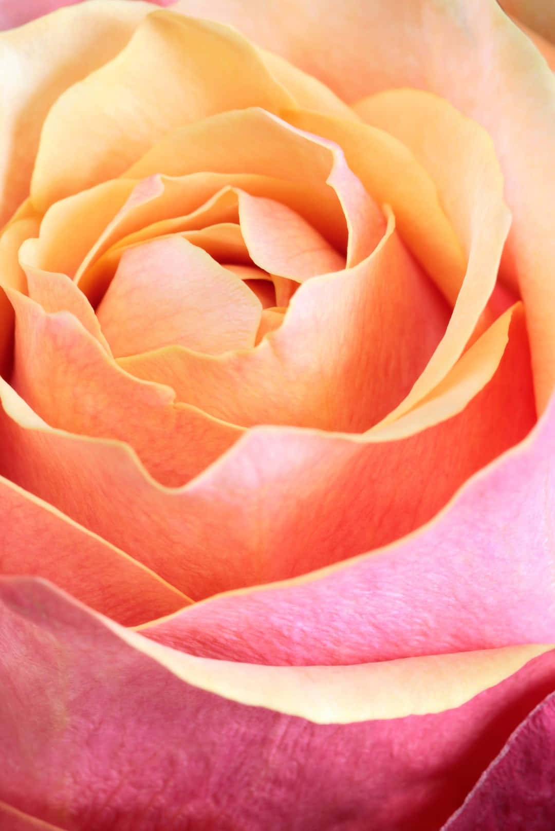 pink orange rose, vibrant rose, petals transitioning from soft yellow to deep pink, HD Phone Wallpaper