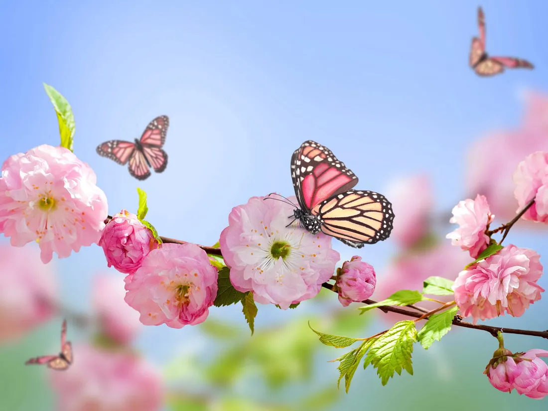 Cute Pink Butterfly