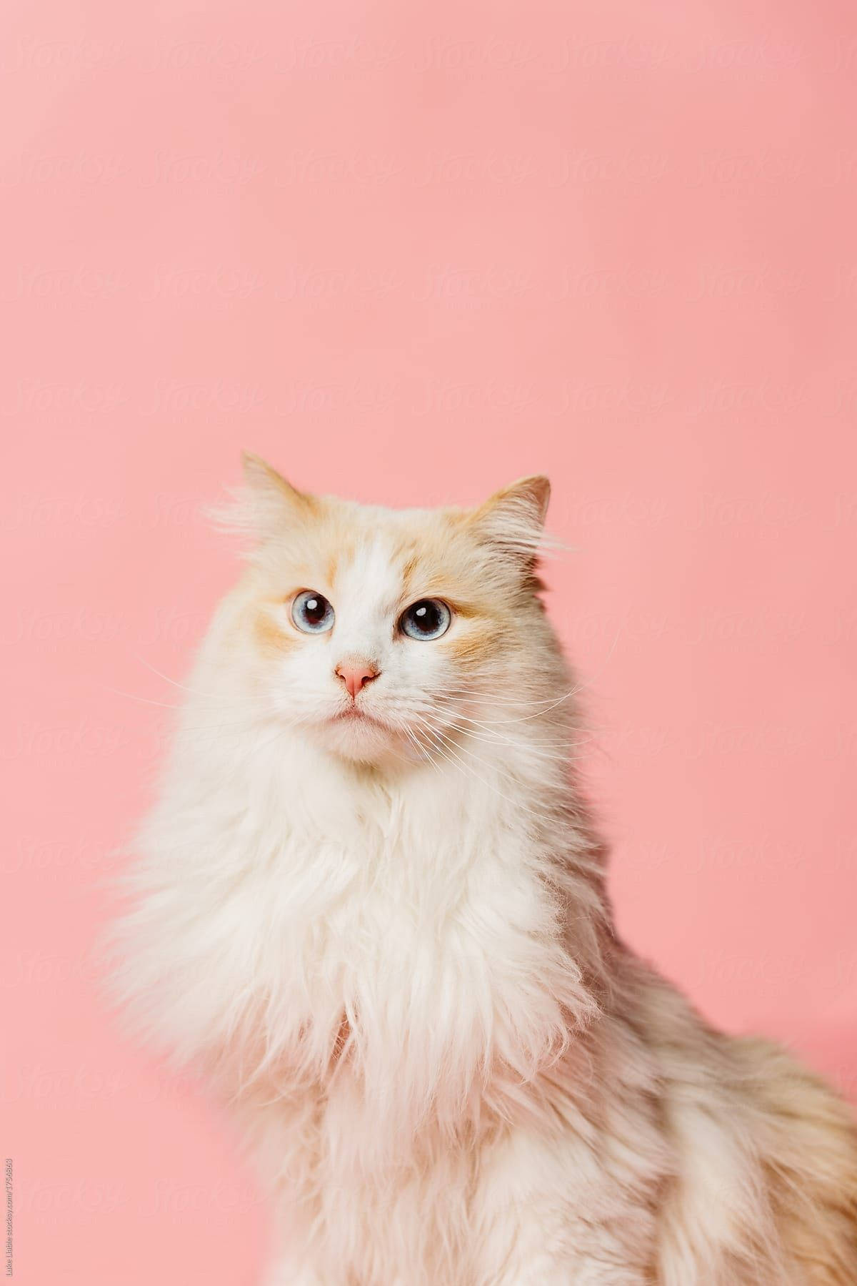 pink cat, fluffy cream cat, wide blue eyes, HD Phone Wallpaper