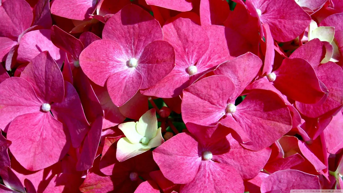 Cute Pink Flower