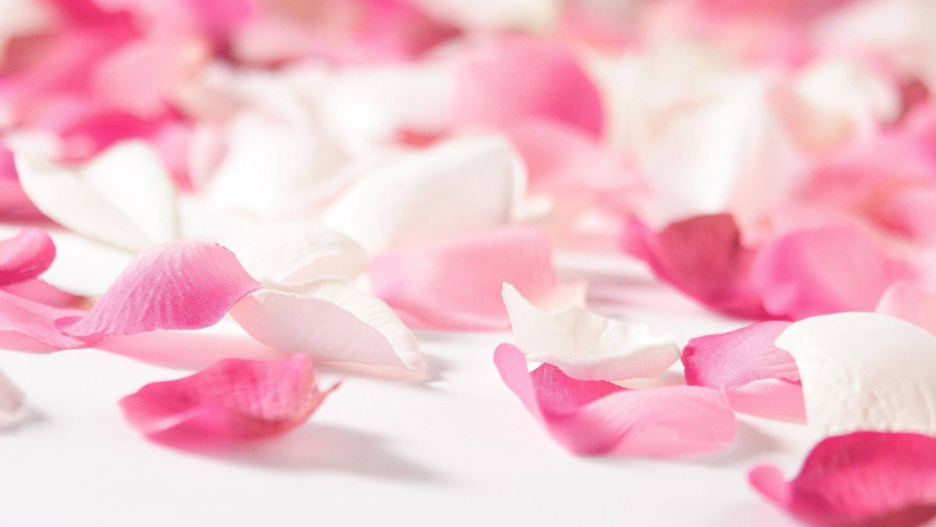 soft pink, white rose petals, bright white surface, Full HD Desktop Wallpaper
