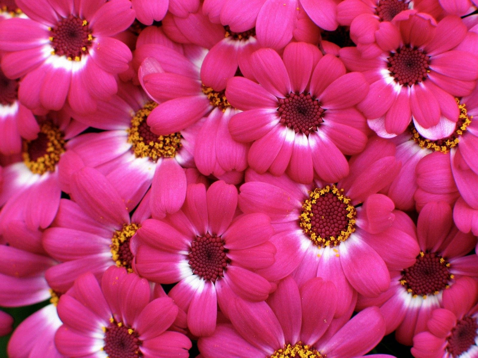cute pink flower, vibrant pink daisies, white and yellow centers, HD Desktop Wallpaper