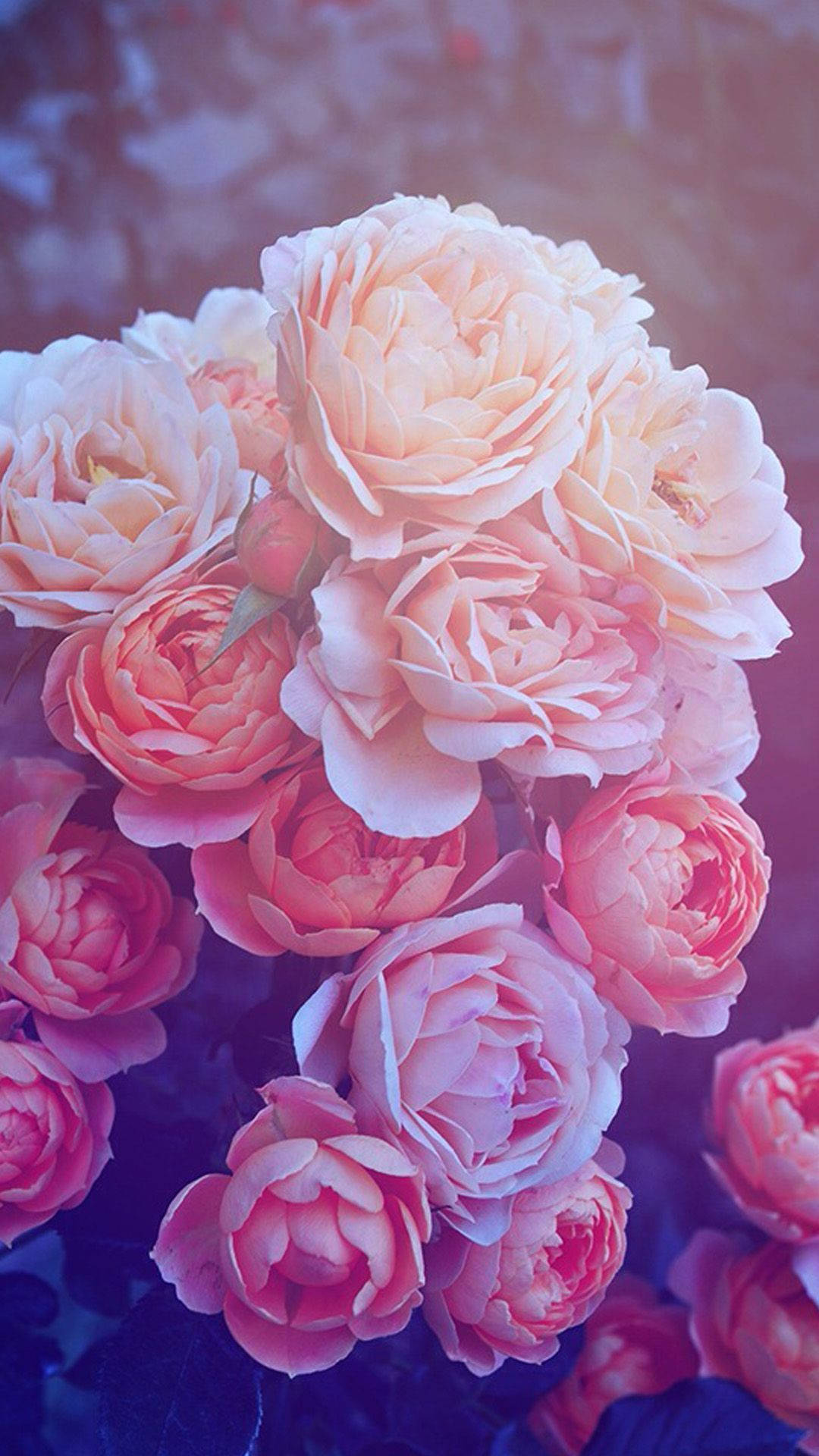 vibrant cute pink flower, soft peach and pink roses, dreamy purple and blue light, Full HD Phone Wallpaper