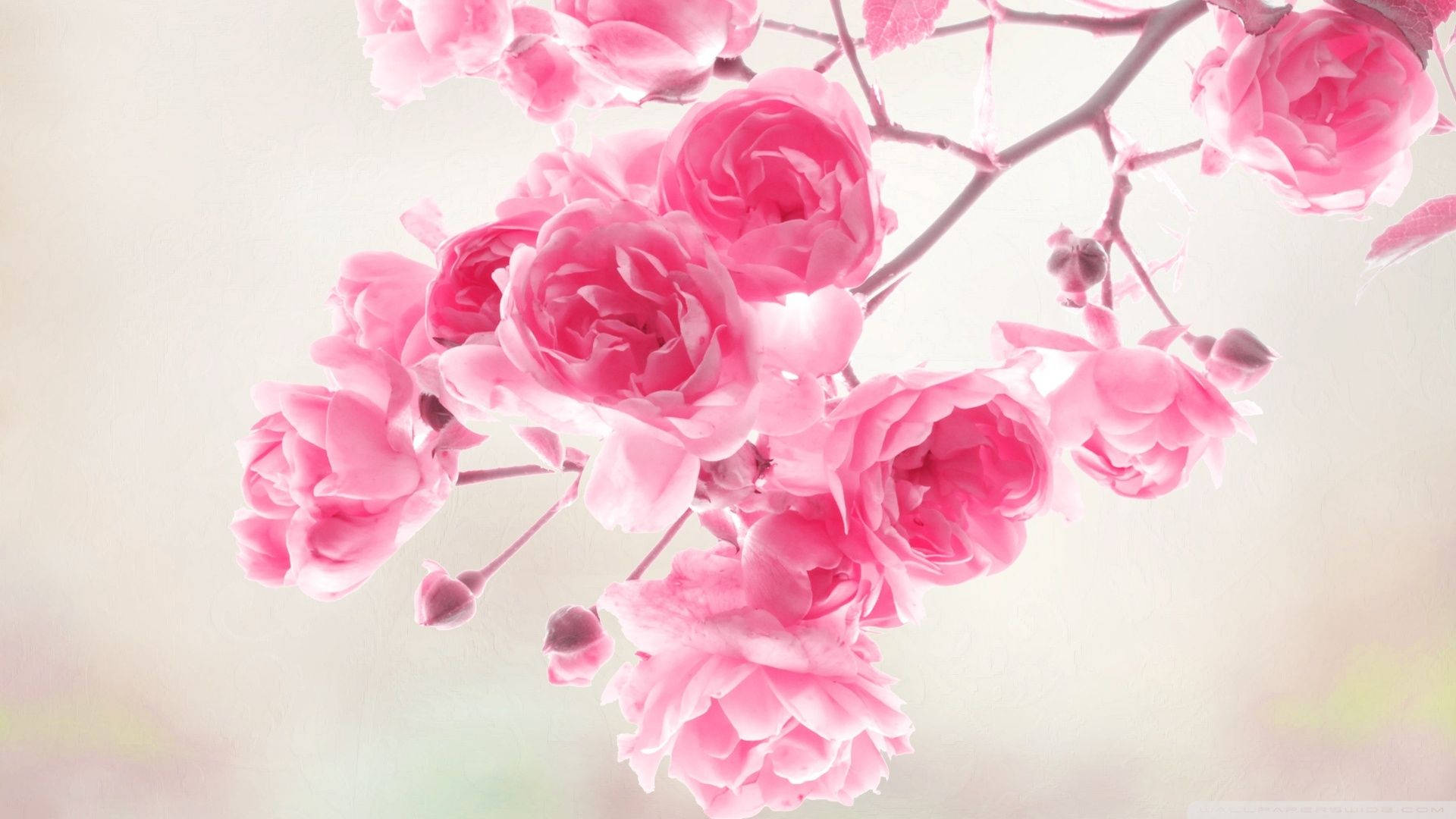 cute pink flower, vibrant pink roses, soft-focus cluster, Full HD Desktop Wallpaper