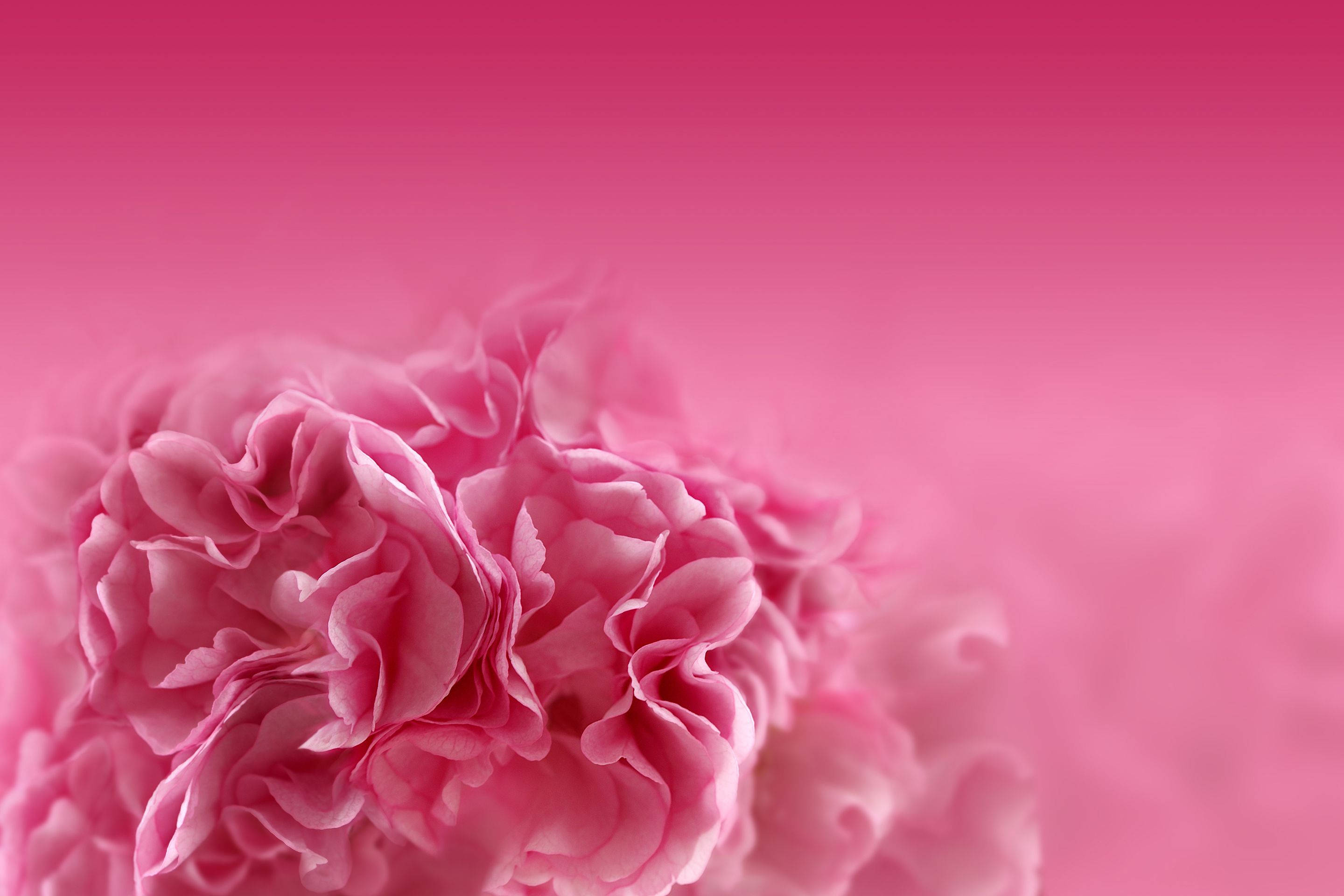 carnation, soft pink carnation, ruffled petals, 2K Desktop Wallpaper