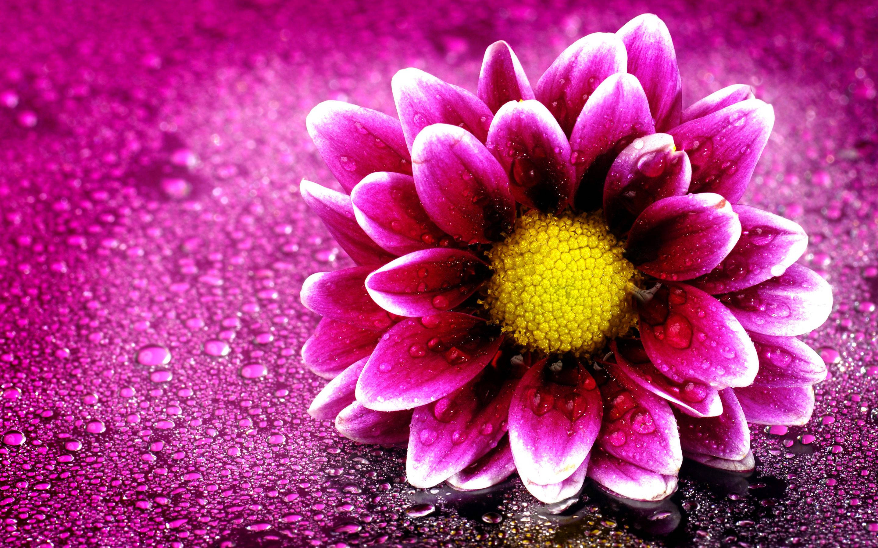 magenta dahlia, yellow center, dewdrops, 2K Desktop Wallpaper