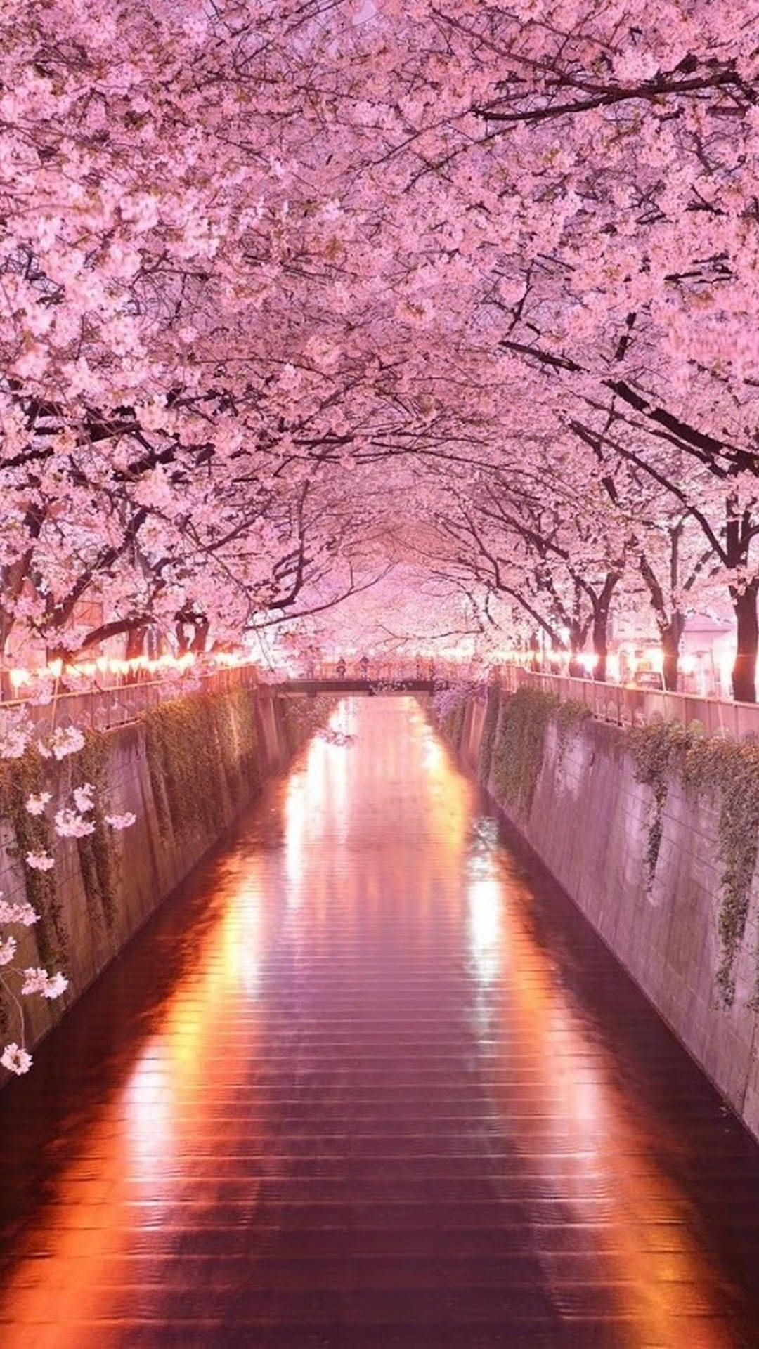 cute pink flower archway, cherry blossoms, pink canopy, Full HD Phone Wallpaper