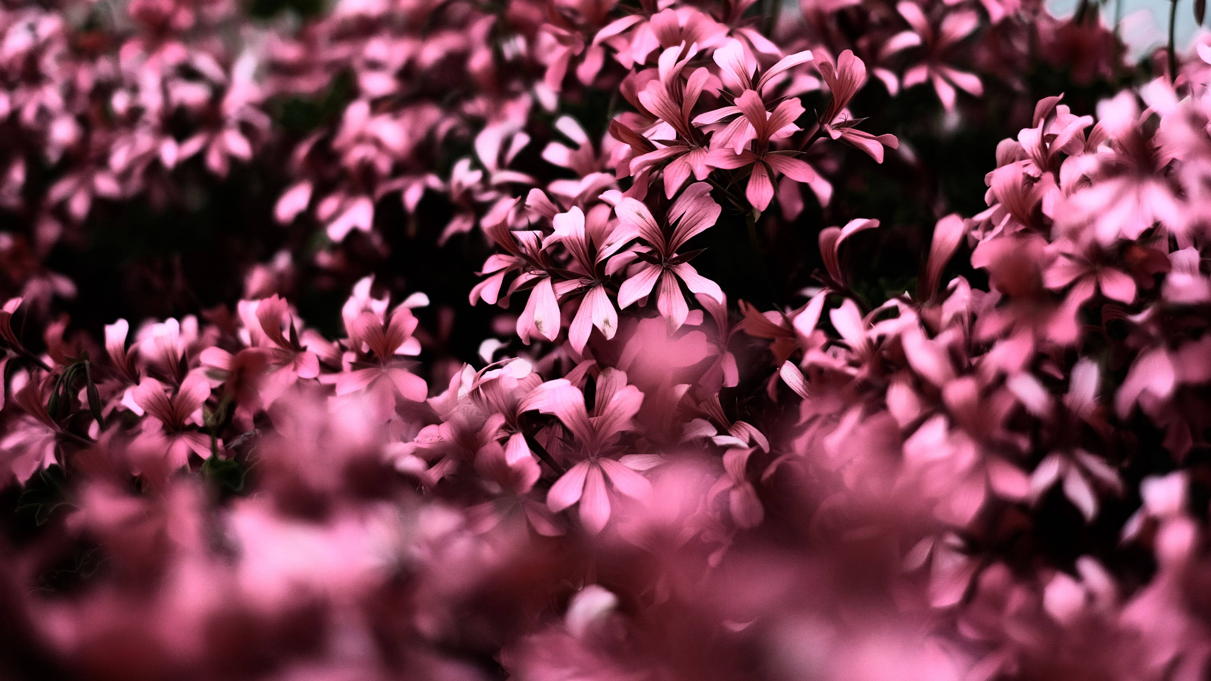Cute Pink Flower, soft-focus field, vibrant pink flowers, 4K Desktop Wallpaper