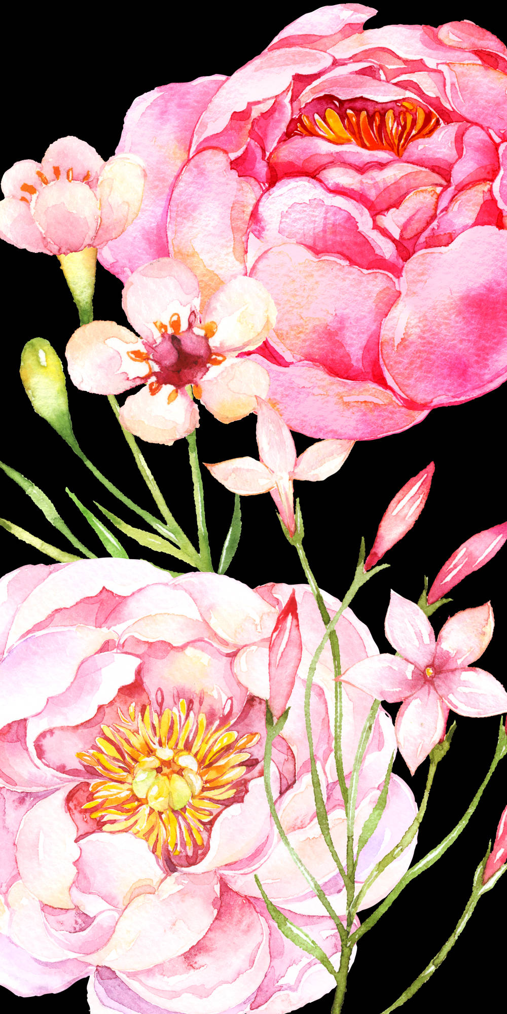 Cute Pink Flower, pink peonies, blossoms, Full HD Phone Wallpaper