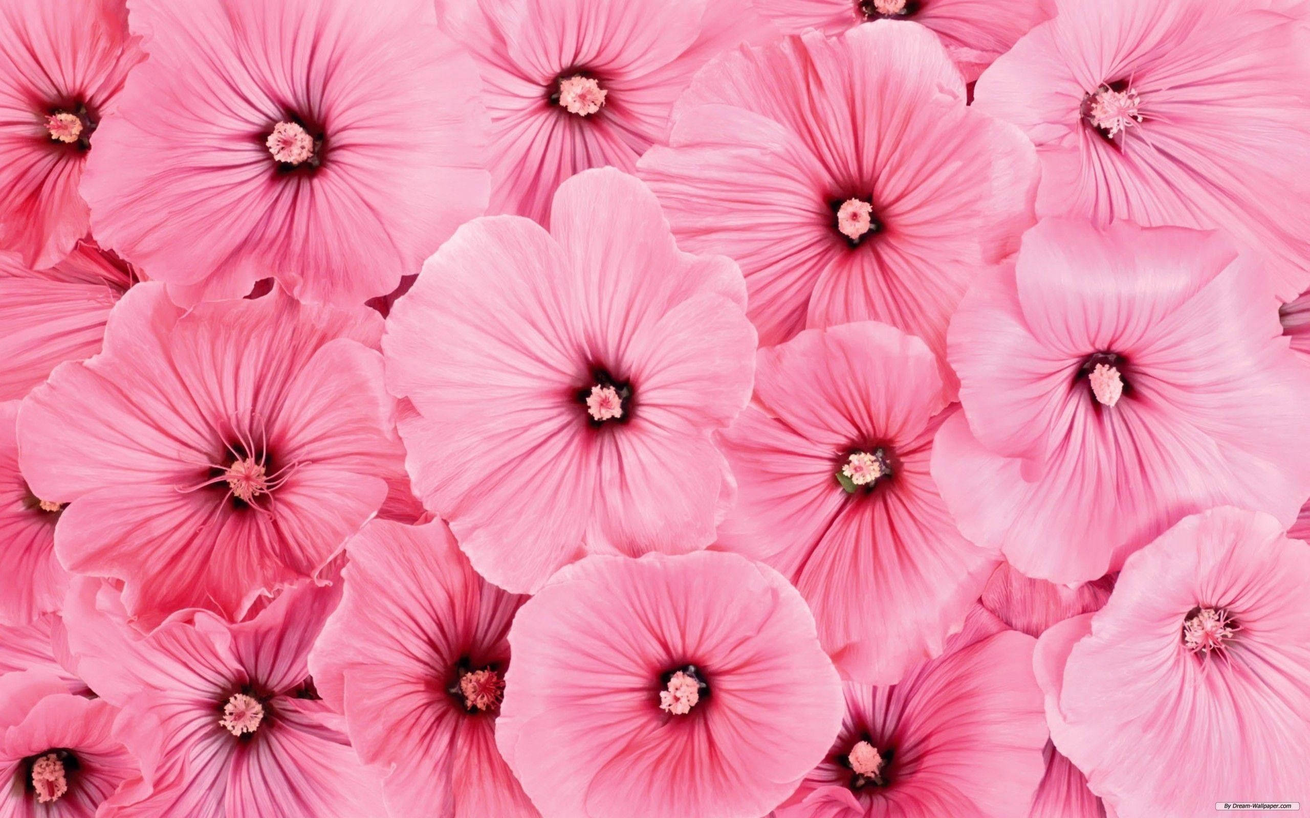rose mallows, hibiscus flowers, vibrant pink, 2K Desktop Wallpaper