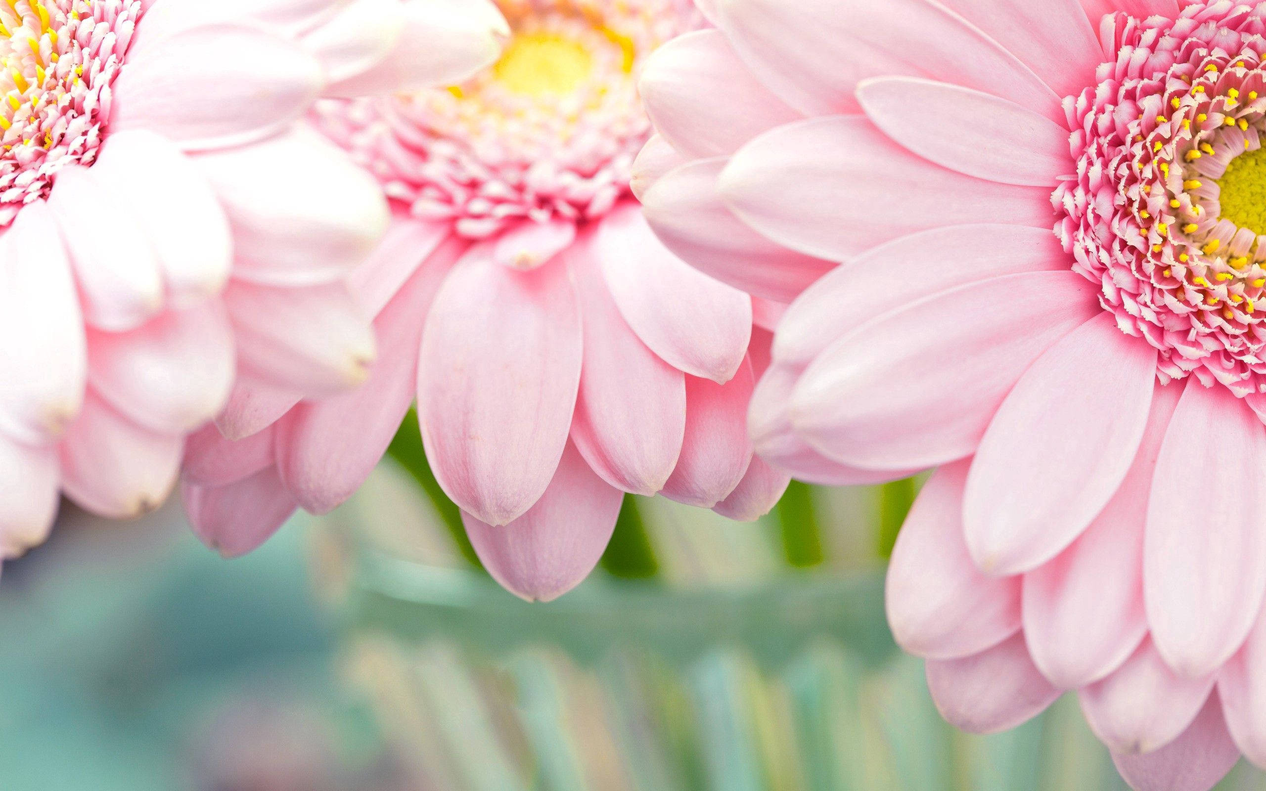 pastel pink flower, soft pink gerbera daisies, yellow centers, 2K Desktop Wallpaper