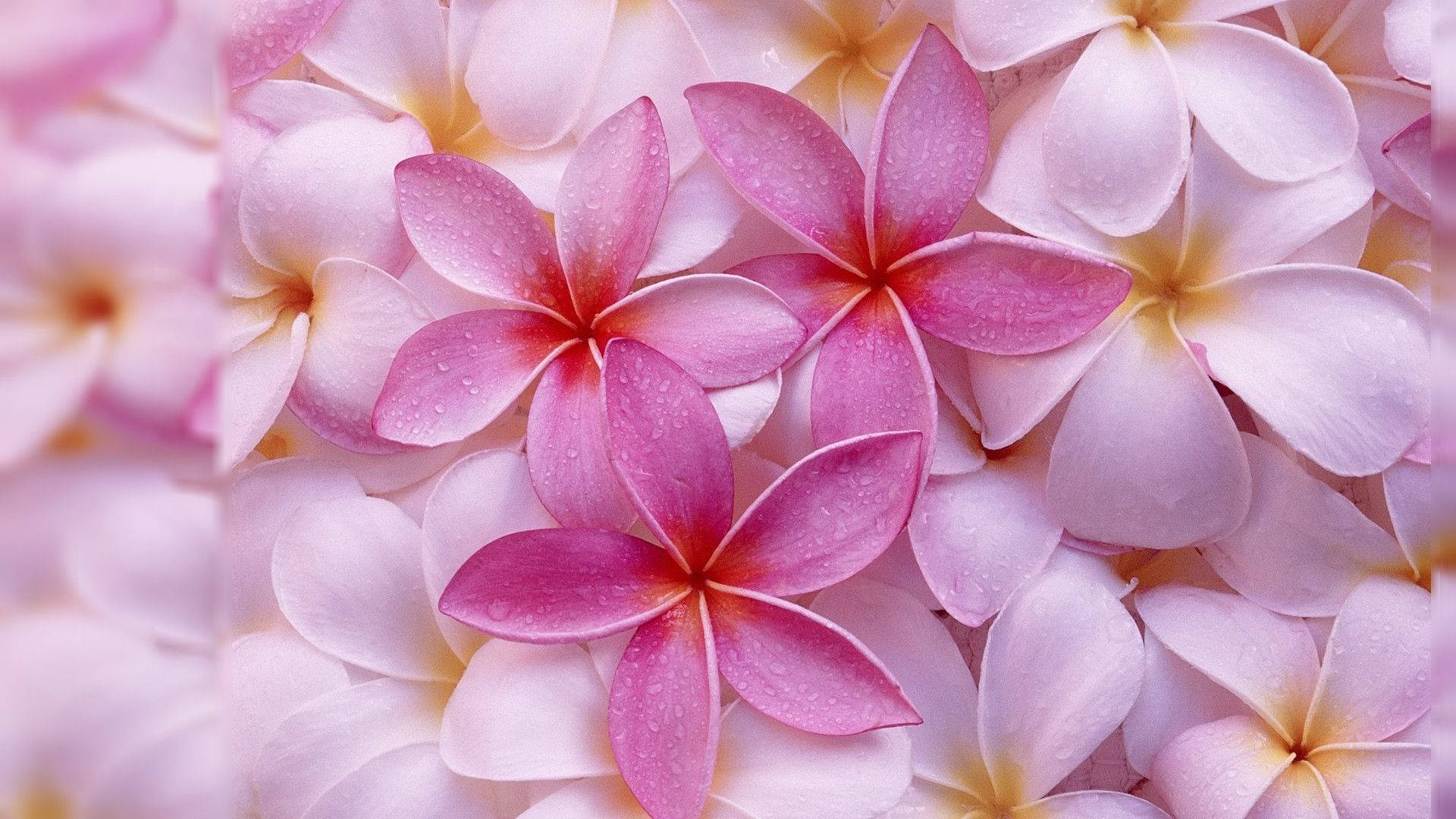 pink frangipani flowers, white frangipani flowers, dewdrops, Full HD Desktop Wallpaper