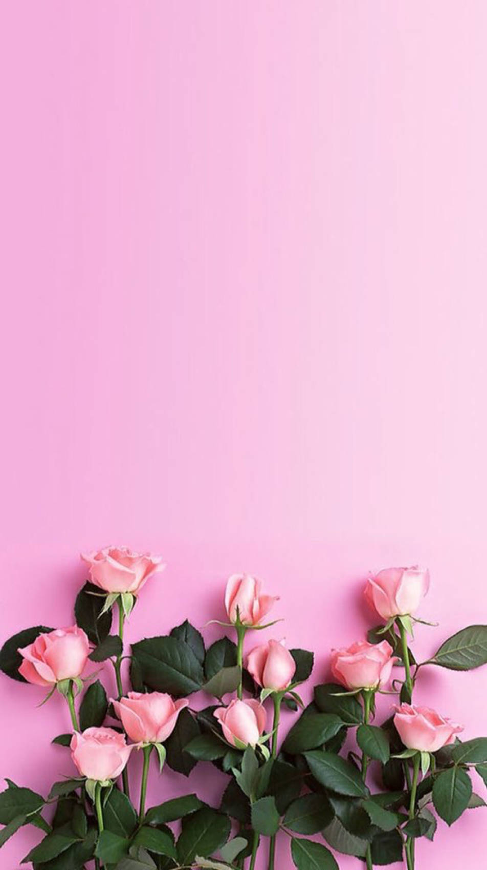 cute pink flower roses phone, soft pink roses, lush green leaves, HD Phone Wallpaper
