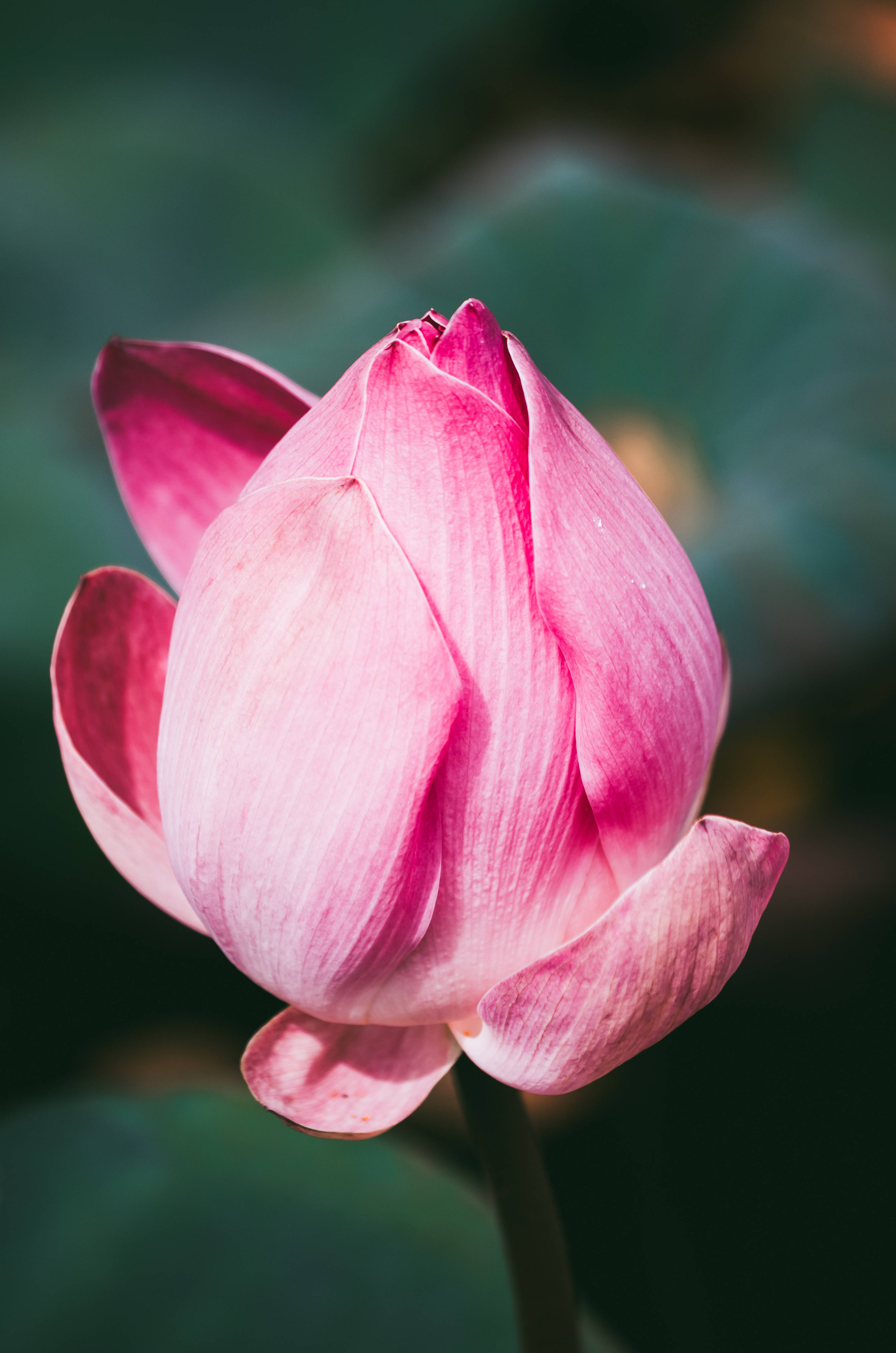 pink lotus bud, soft blurred green background, gentle lighting, 4K Phone Wallpaper