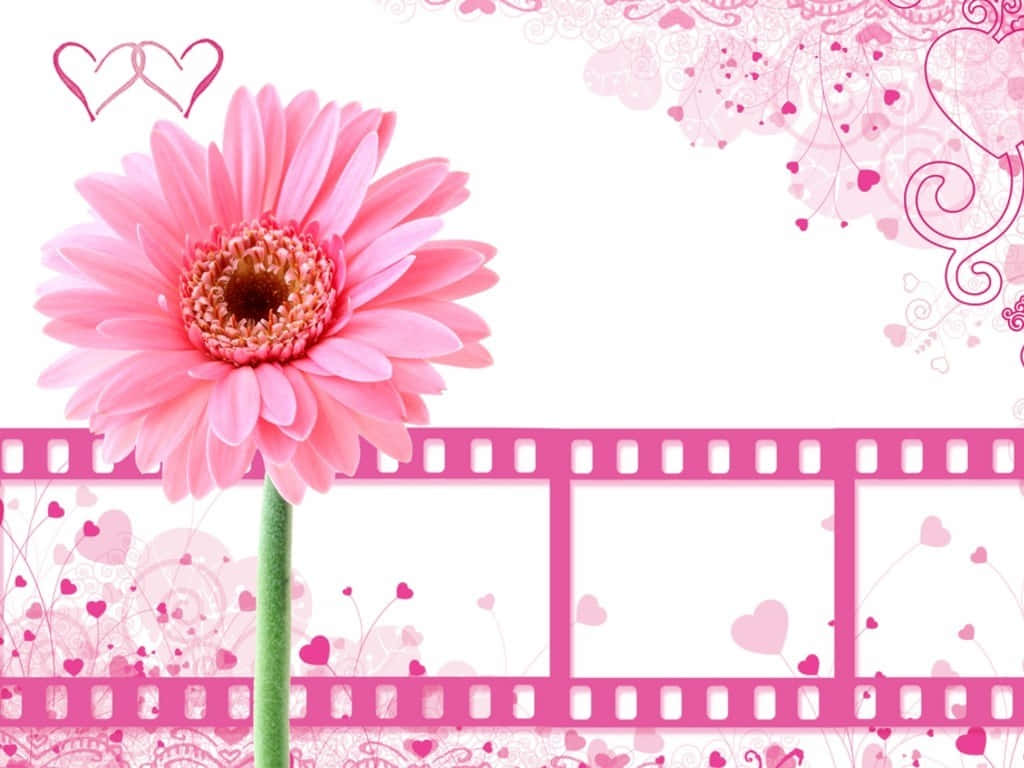 pink gerbera daisy, pink filmstrip, hearts, SD Desktop Wallpaper