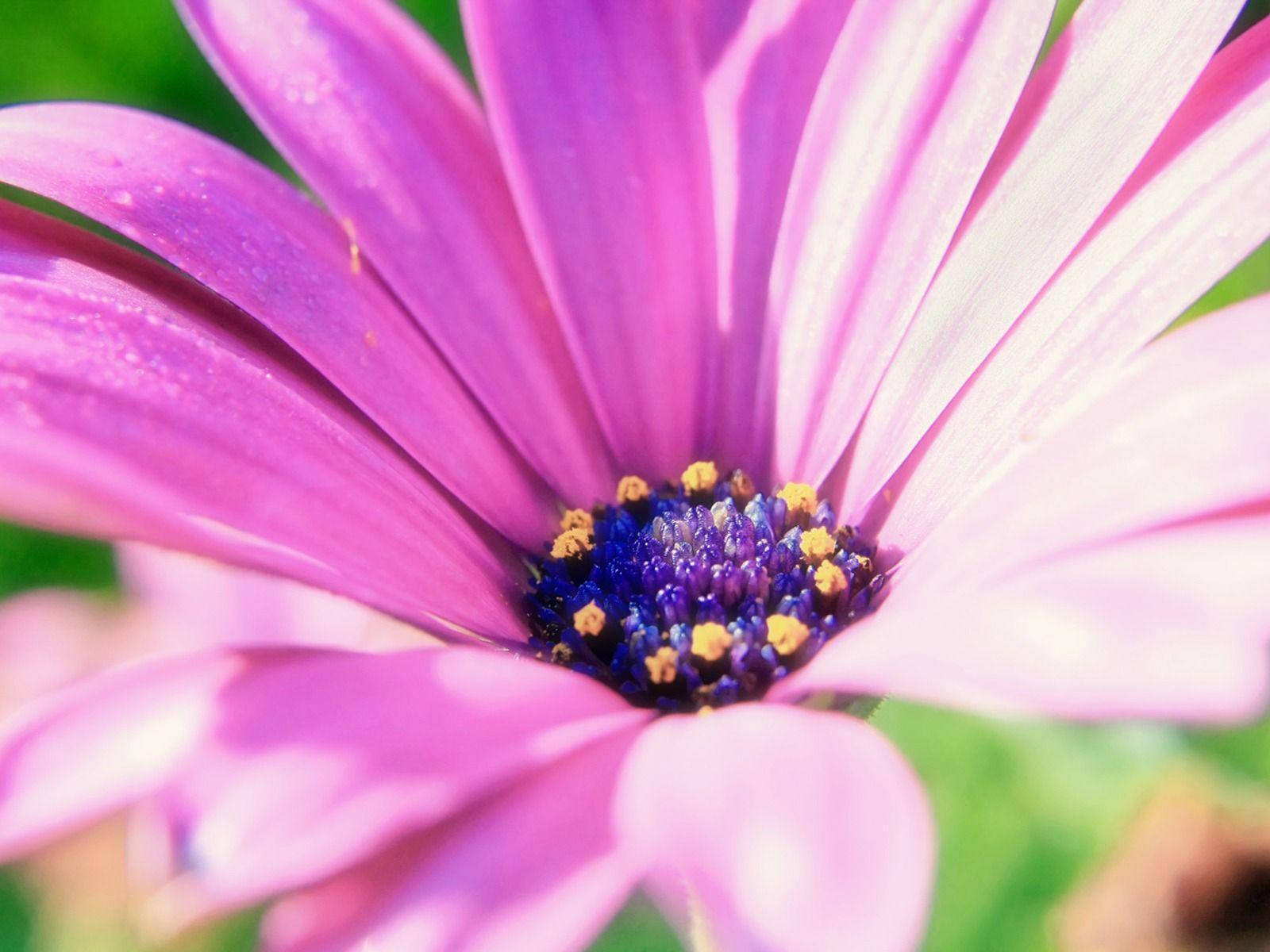 purple pink flower, vibrant purple daisy, dewdrops, HD Desktop Wallpaper