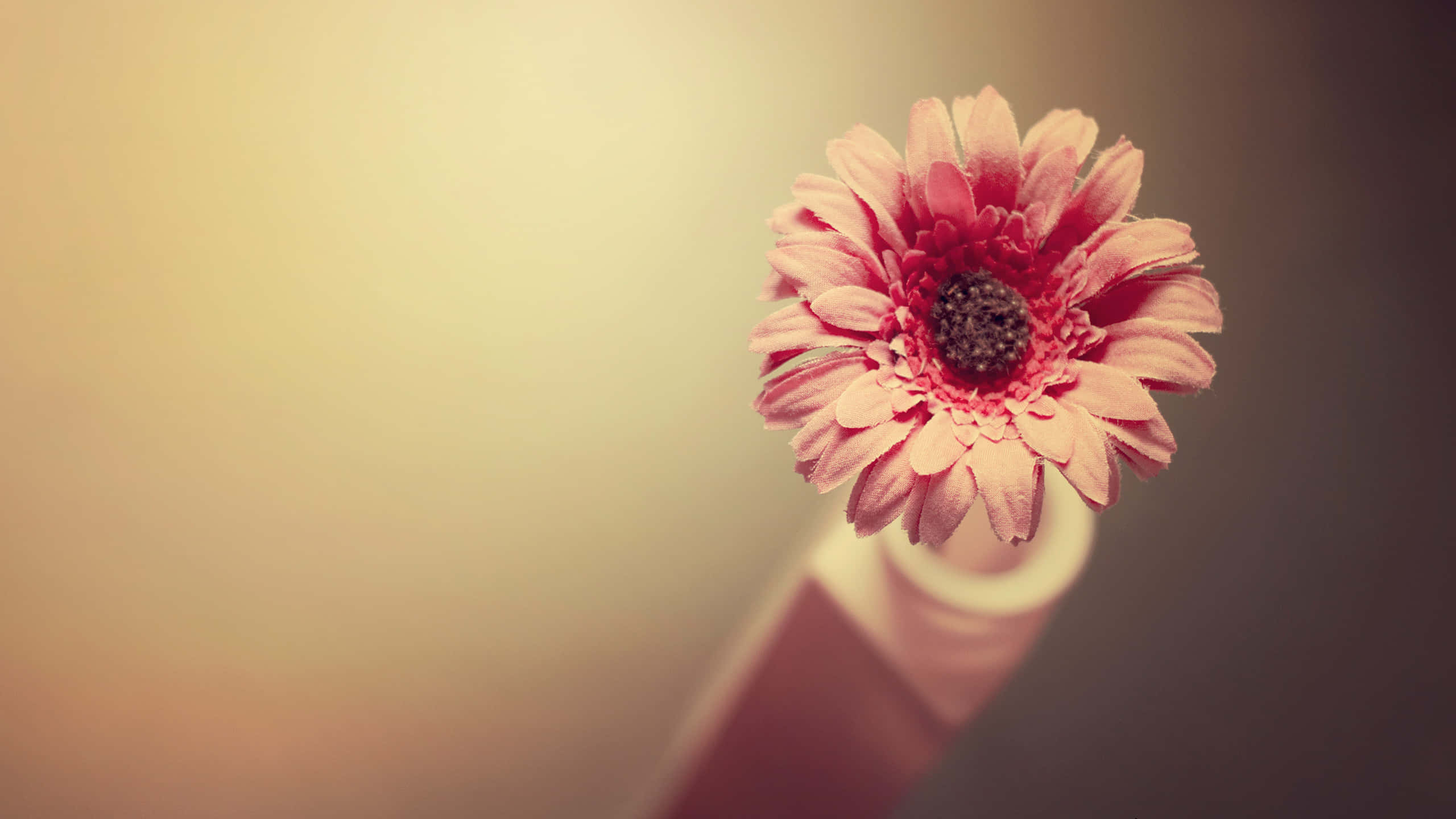 pink gerbera daisy, vase, warm gradient background, 2K Desktop Wallpaper