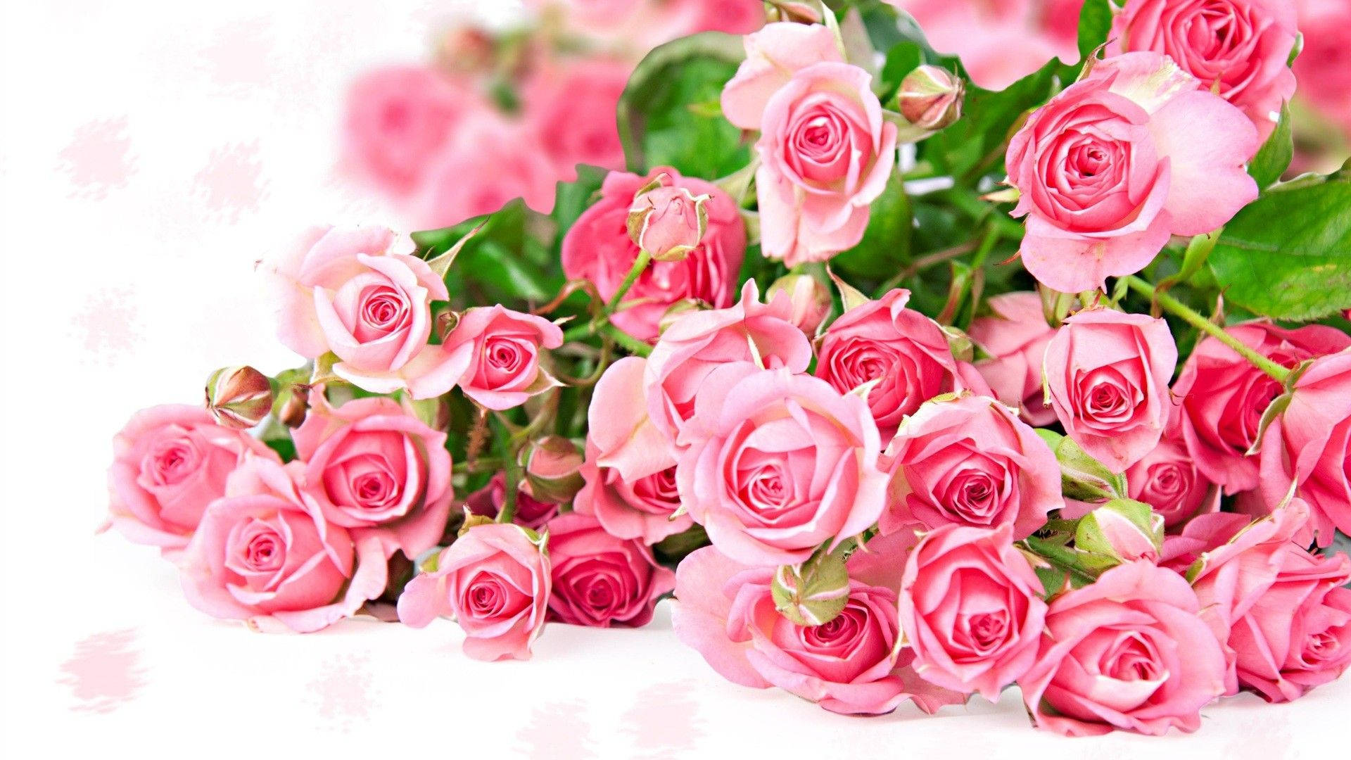cute pink flower buds of roses, vibrant pink roses, green leaves, Full HD Desktop Wallpaper