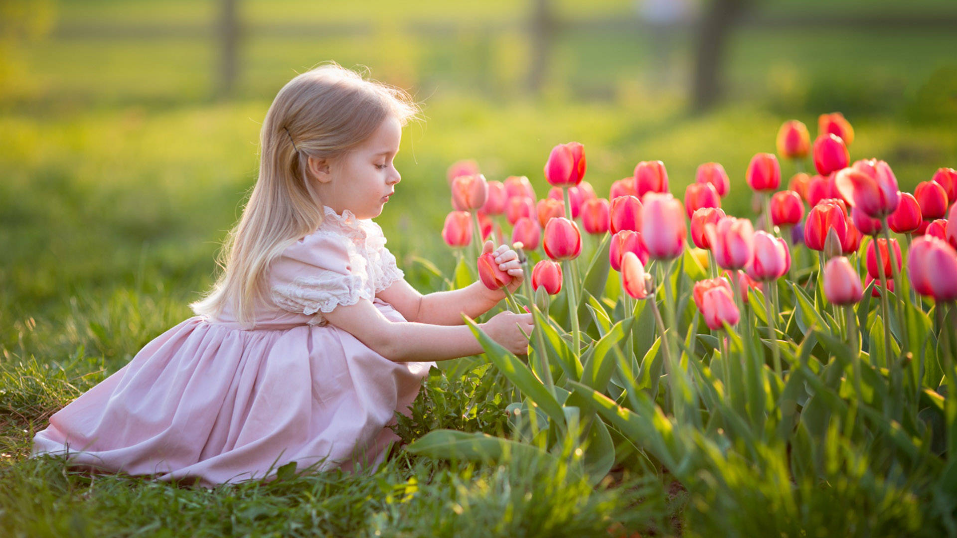 cute girl, pink dress, vibrant pink tulips, Full HD Desktop Wallpaper