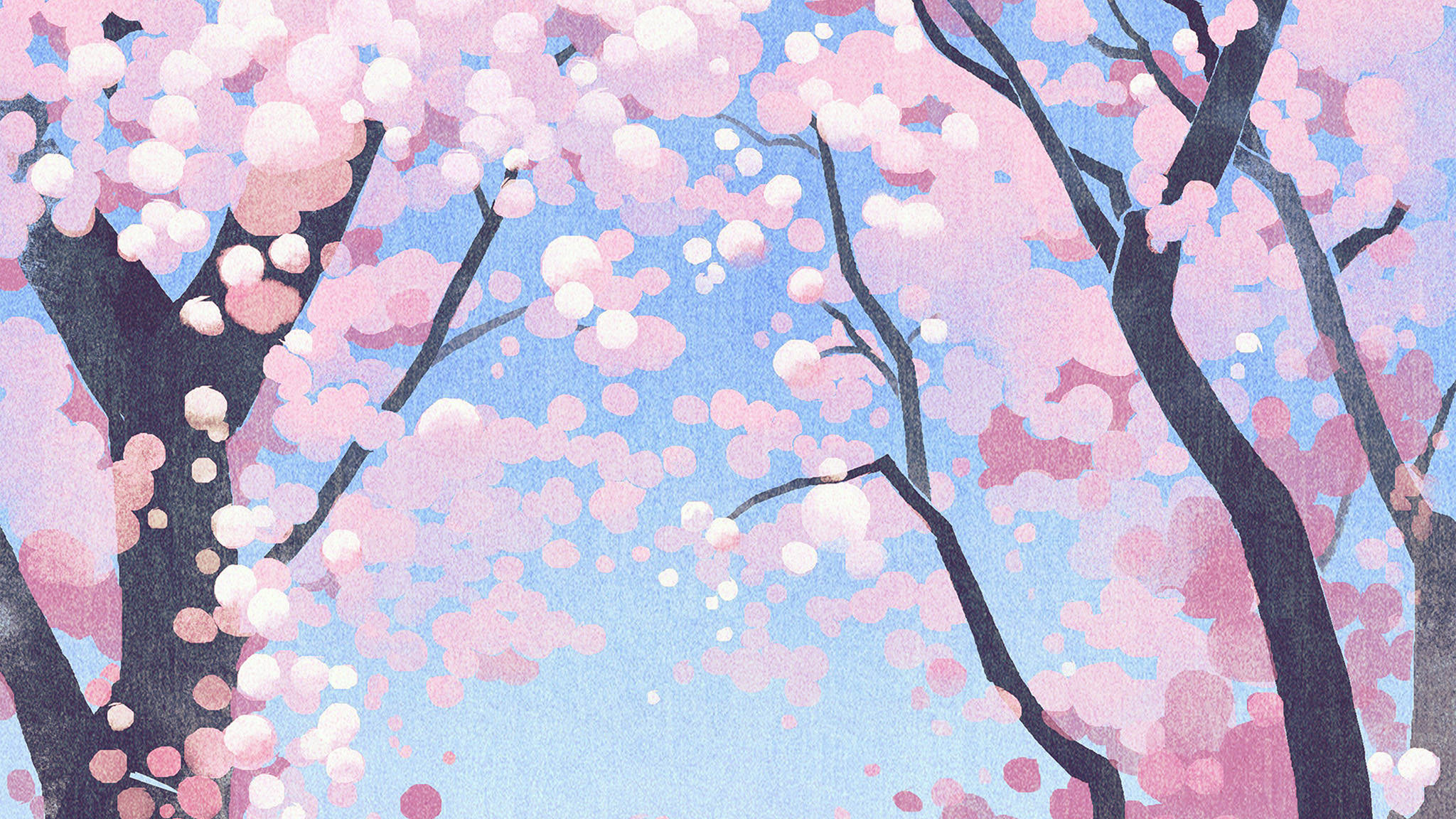 cute pink, cherry blossoms, dark branches, Full HD Desktop Wallpaper