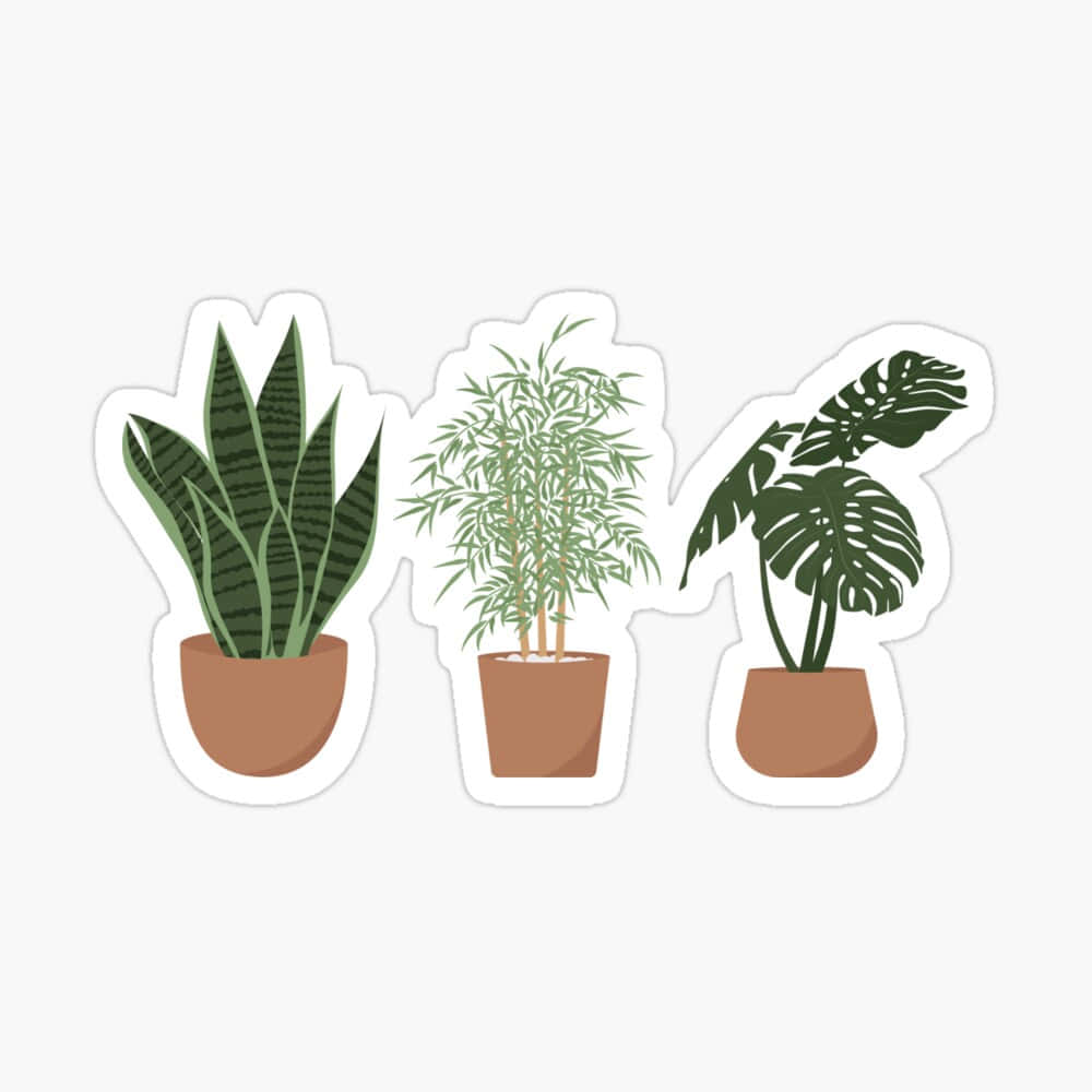 cute plant, potted houseplants, distinct leaf shapes, SD Desktop Wallpaper