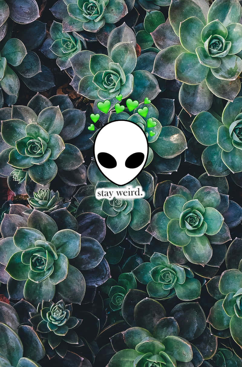 cute plant alien, succulents, green garden, SD Phone Wallpaper