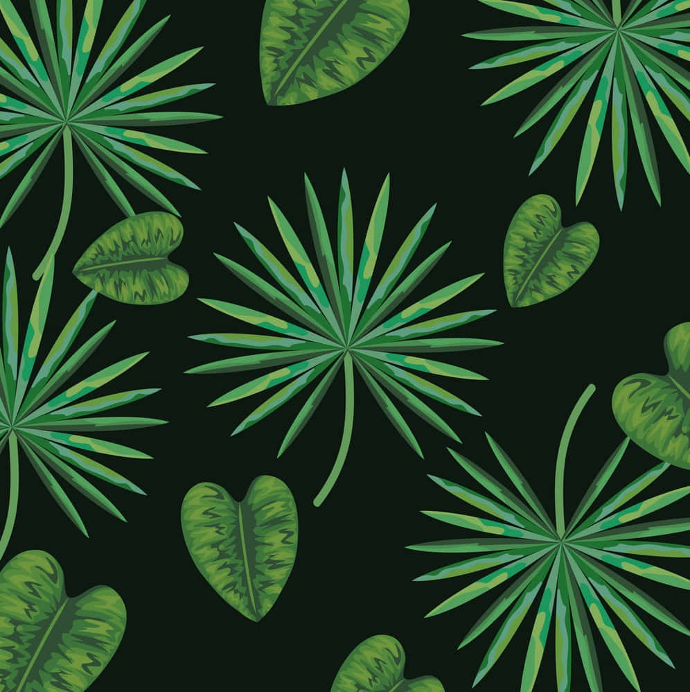 cute plant, heart leaves, vibrant green tropical leaves, SD Phone Wallpaper