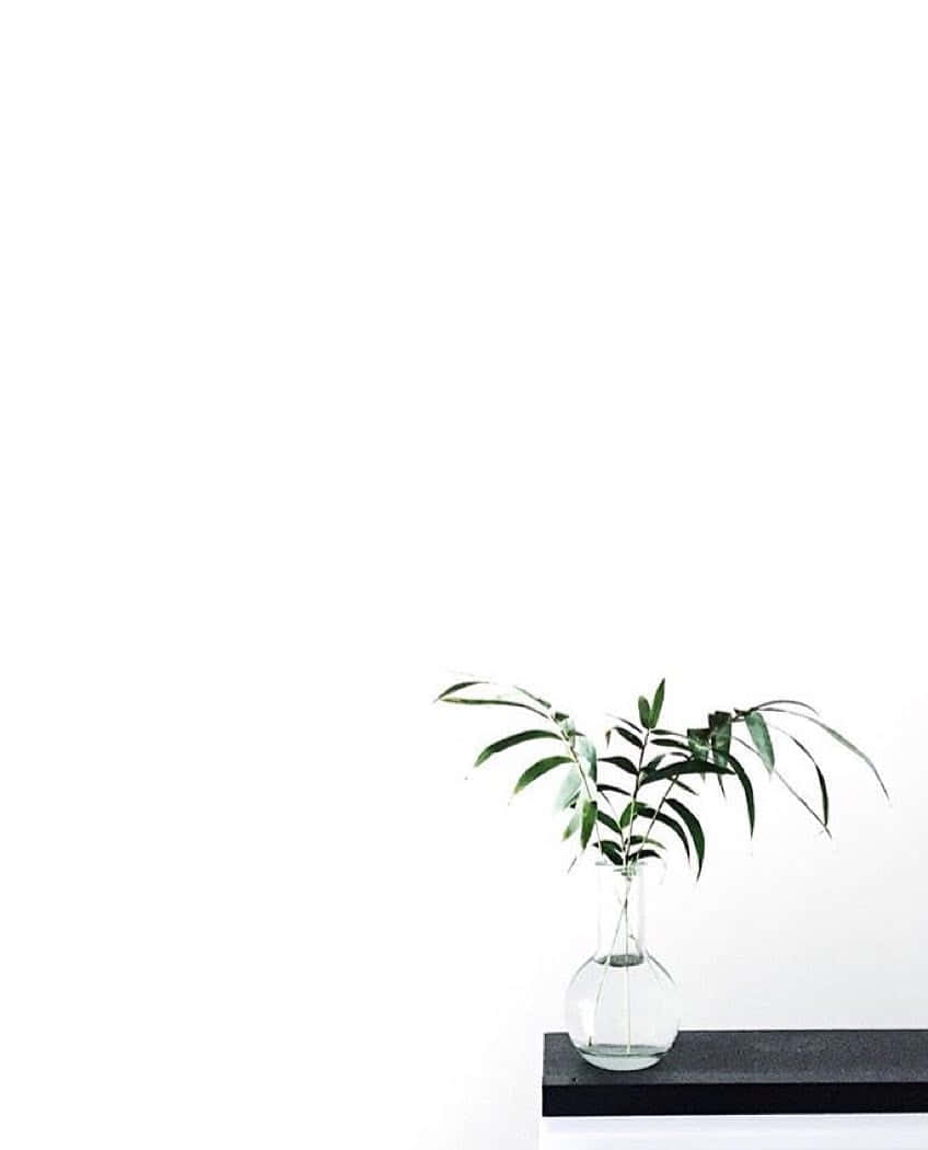clear vase, green leaves, black shelf, SD Phone Wallpaper