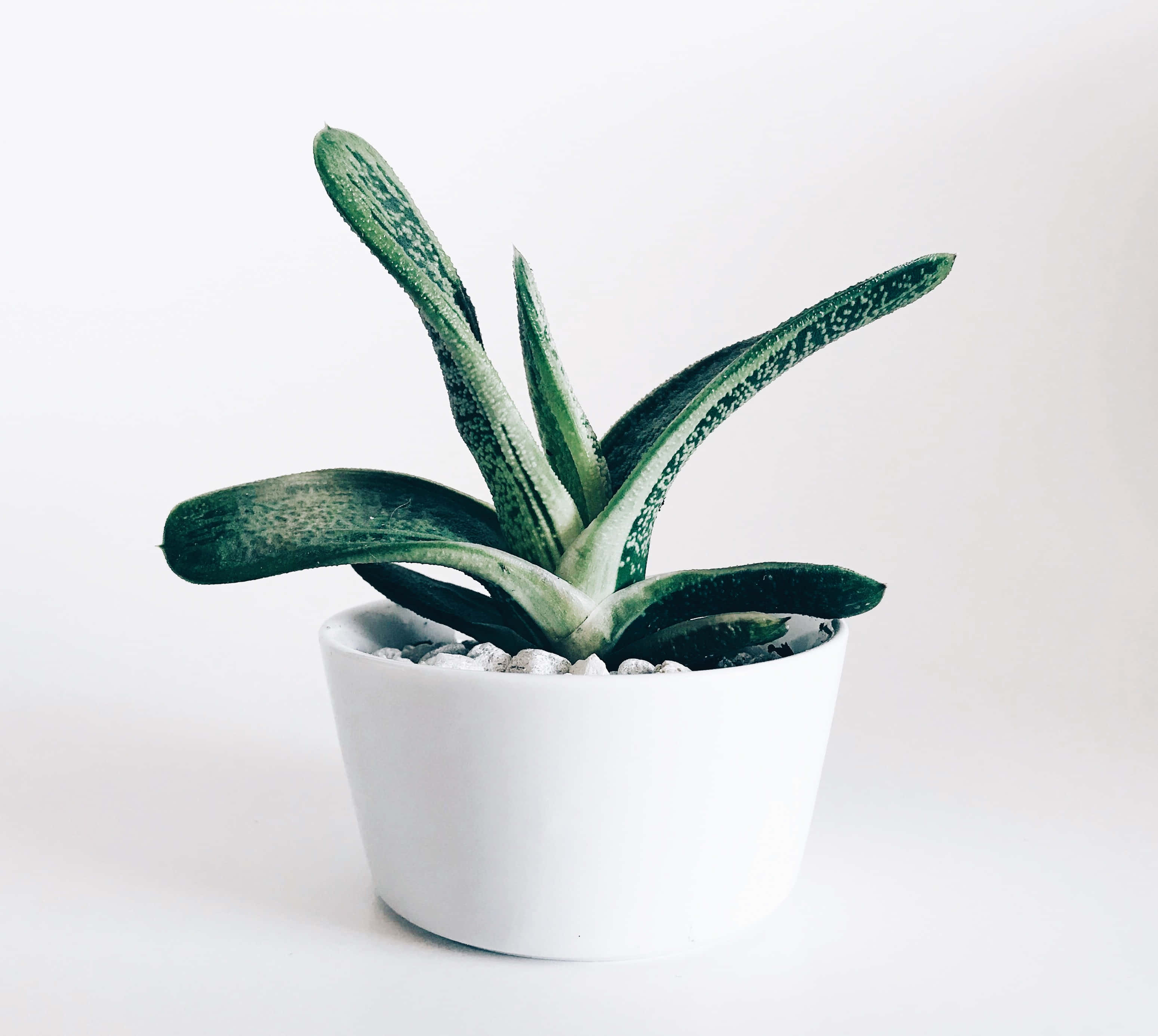 succulent, white ceramic pot, spotted green leaves, 2K Desktop Wallpaper