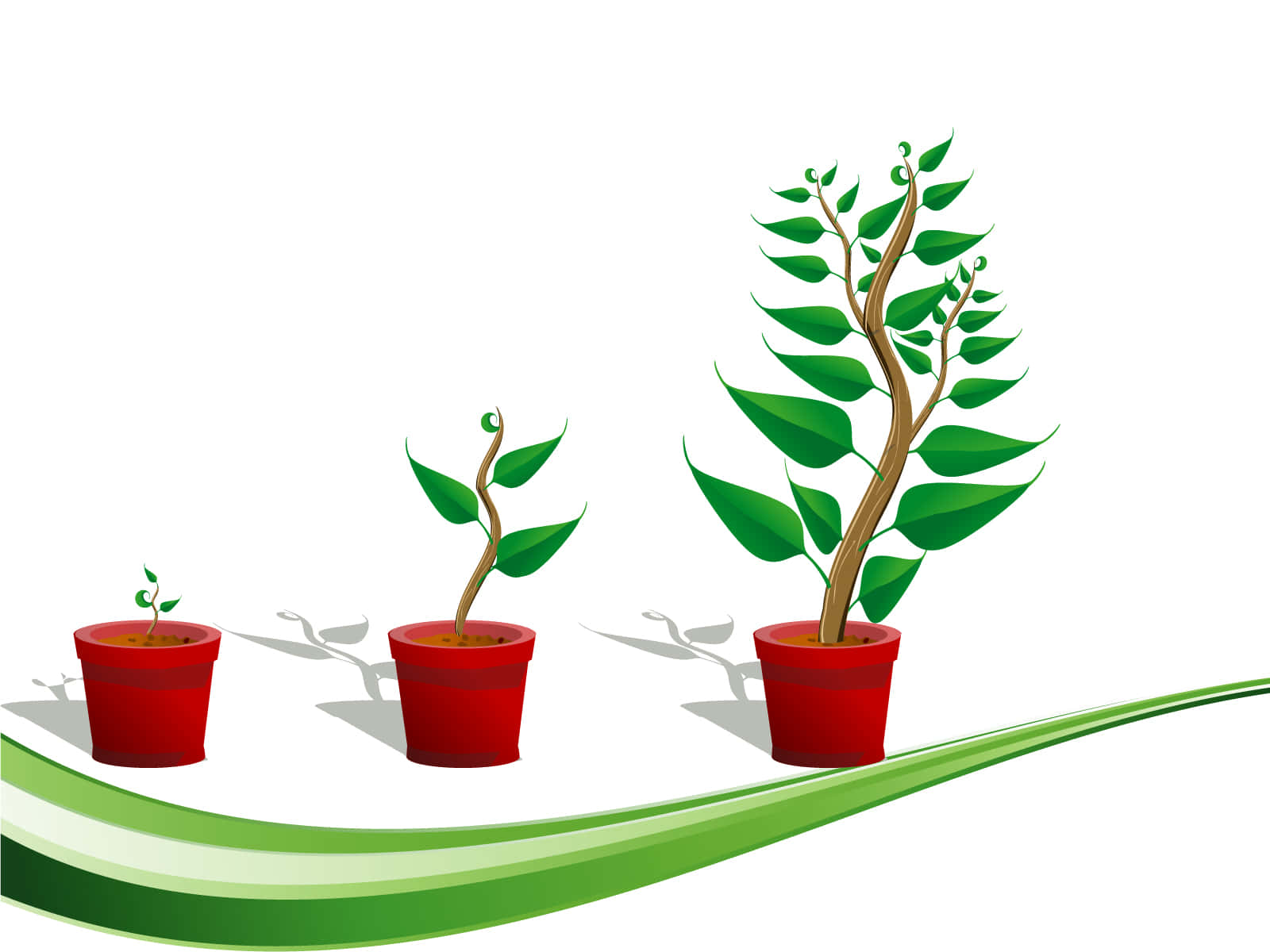 cute plant, potted plants, white background, HD Desktop Wallpaper