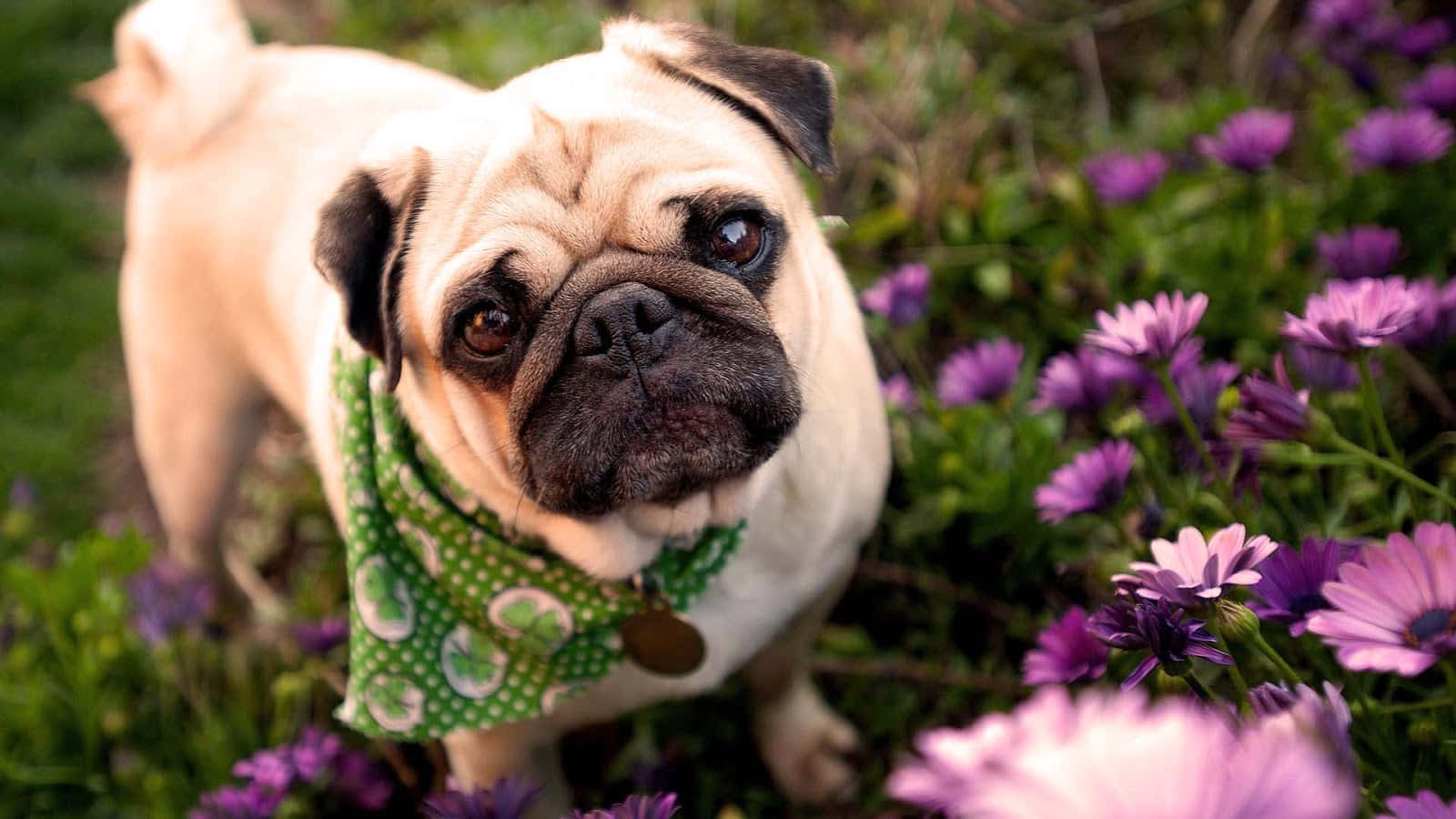 cute pug, green bandana, vibrant purple flowers, HD Desktop Wallpaper