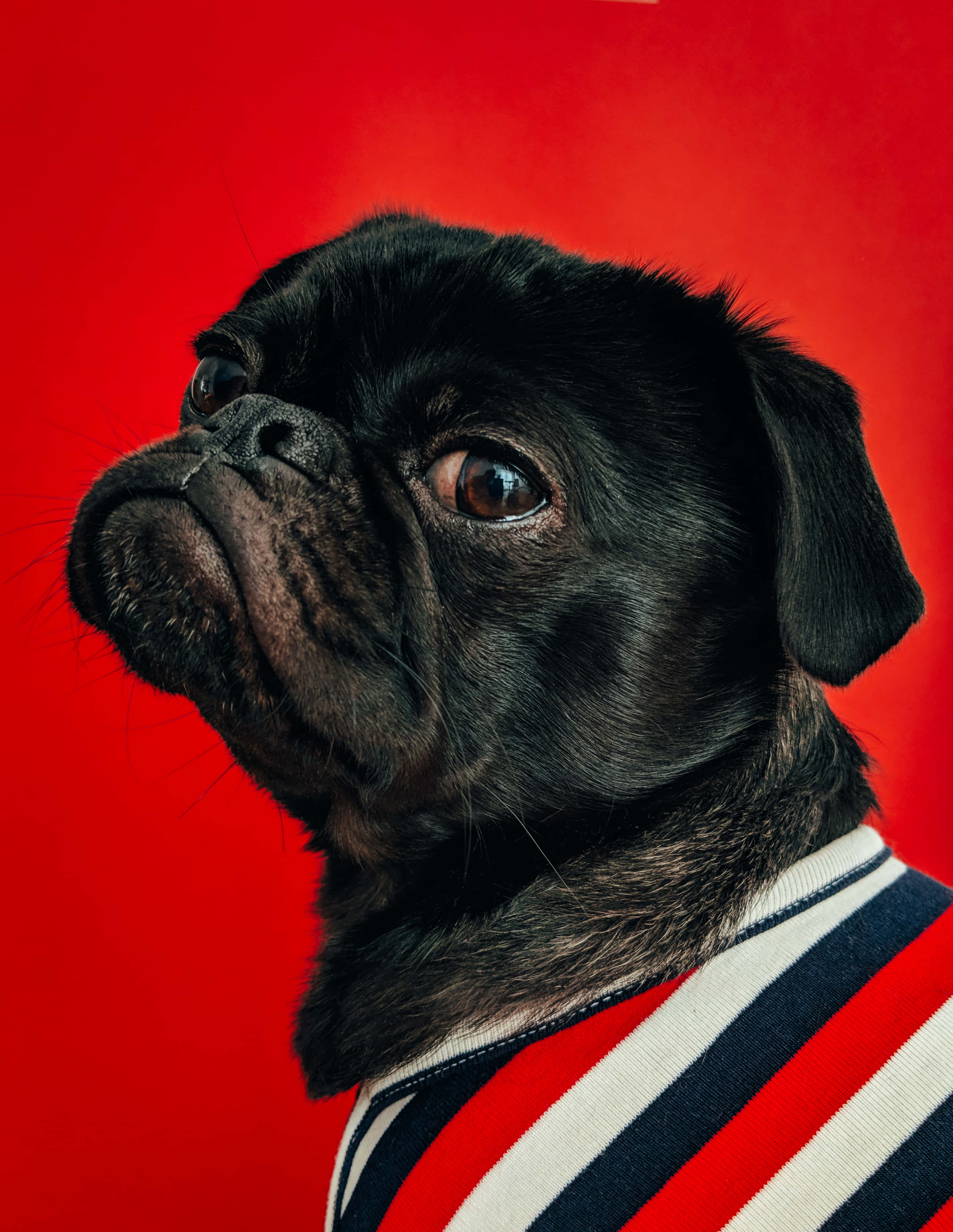 black pug, red white and blue striped sweater, vivid red background, 2K Phone Wallpaper