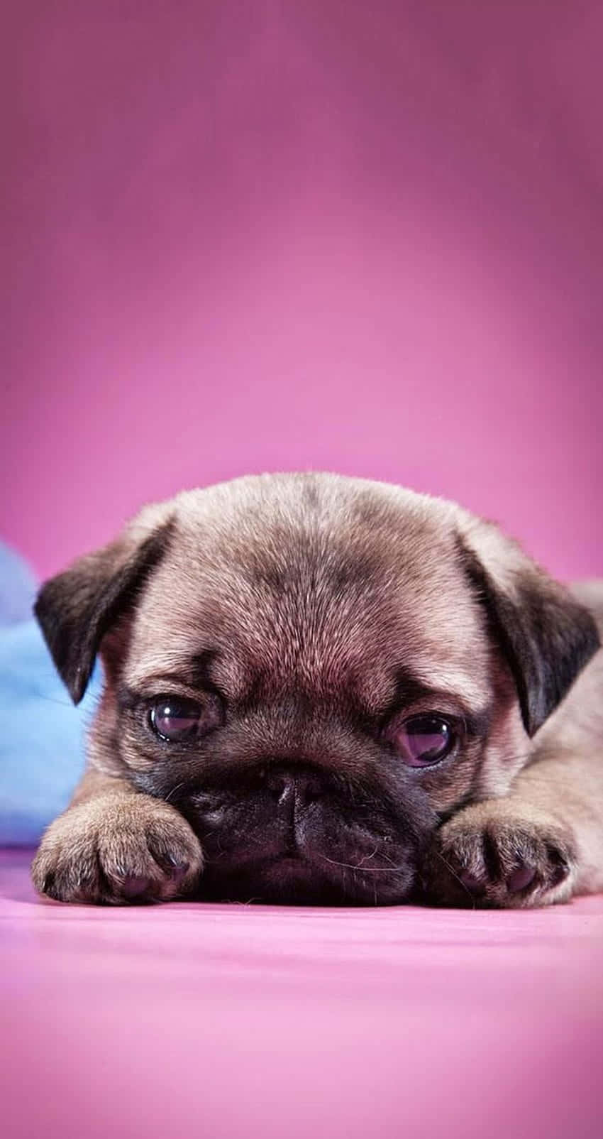 cute pug, sad puppy, pink surface, HD Phone Wallpaper