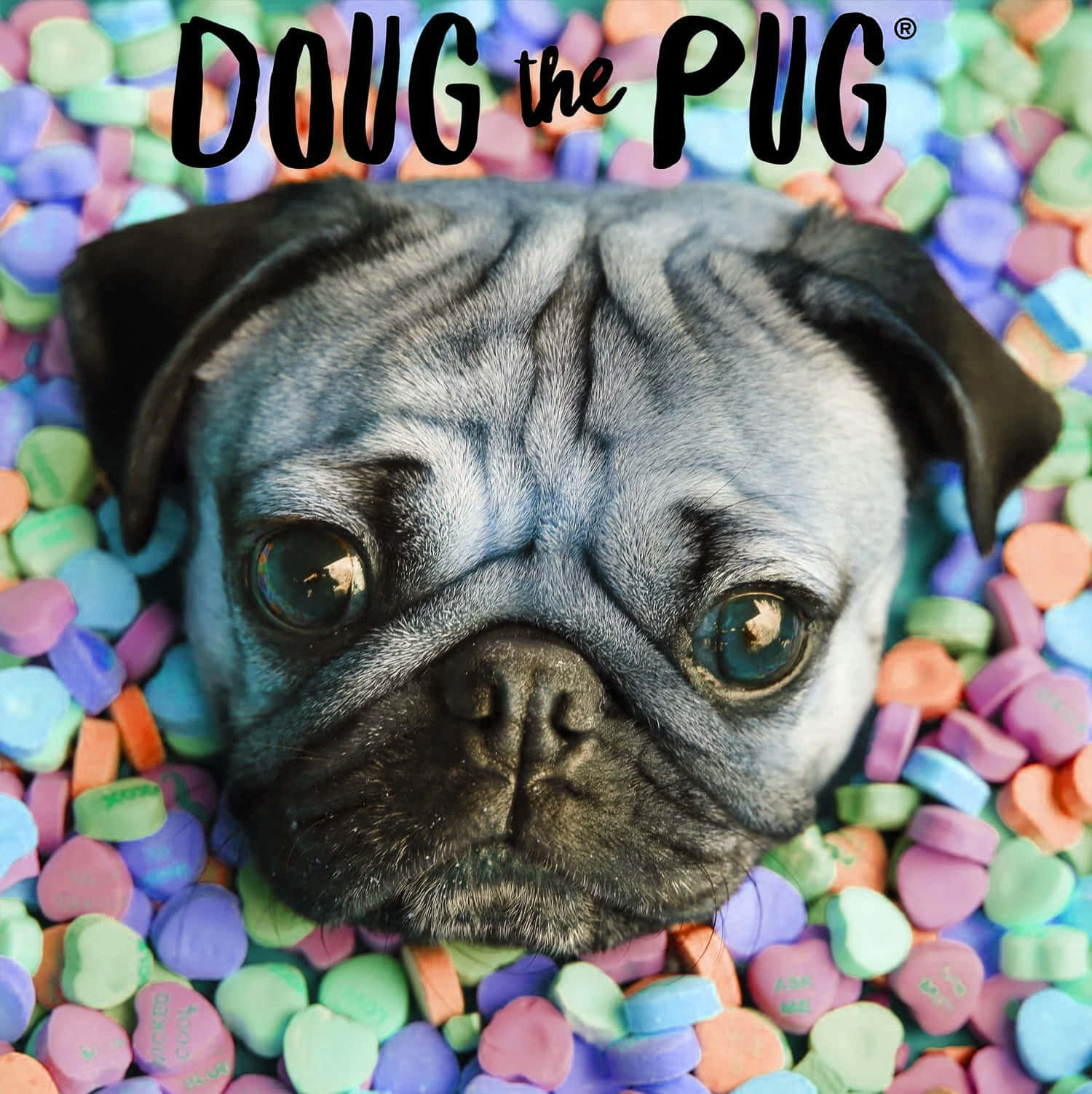 cute pug, colorful hearts, wrinkled gray face, HD Phone Wallpaper