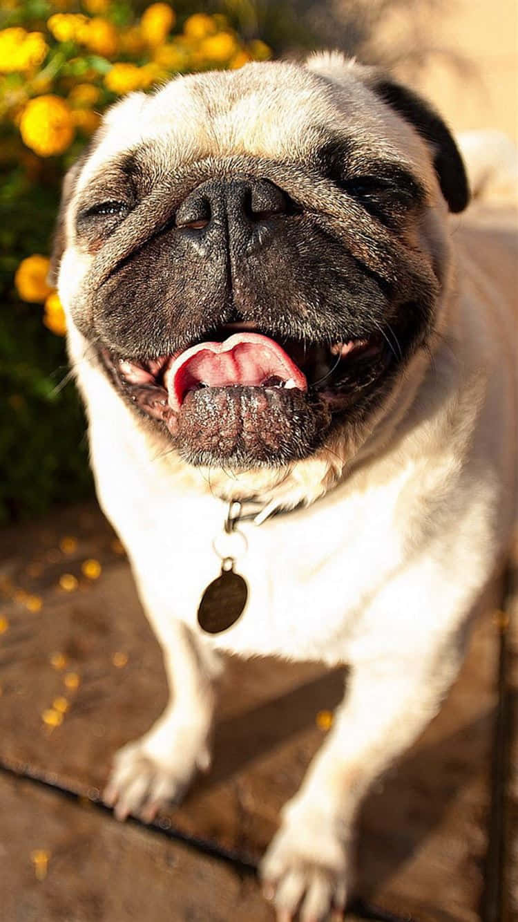 cute pug, smiling, sunlight, HD Phone Wallpaper