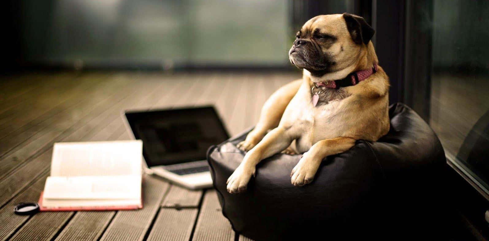 pug, black beanbag chair, open laptop, HD Desktop Wallpaper