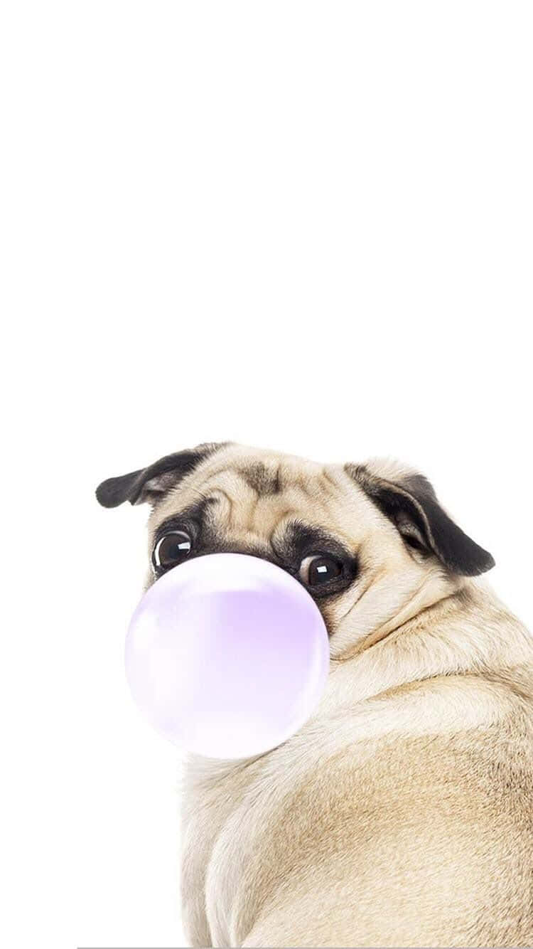 cute pug, bubblegum, translucent bubble, HD Phone Wallpaper