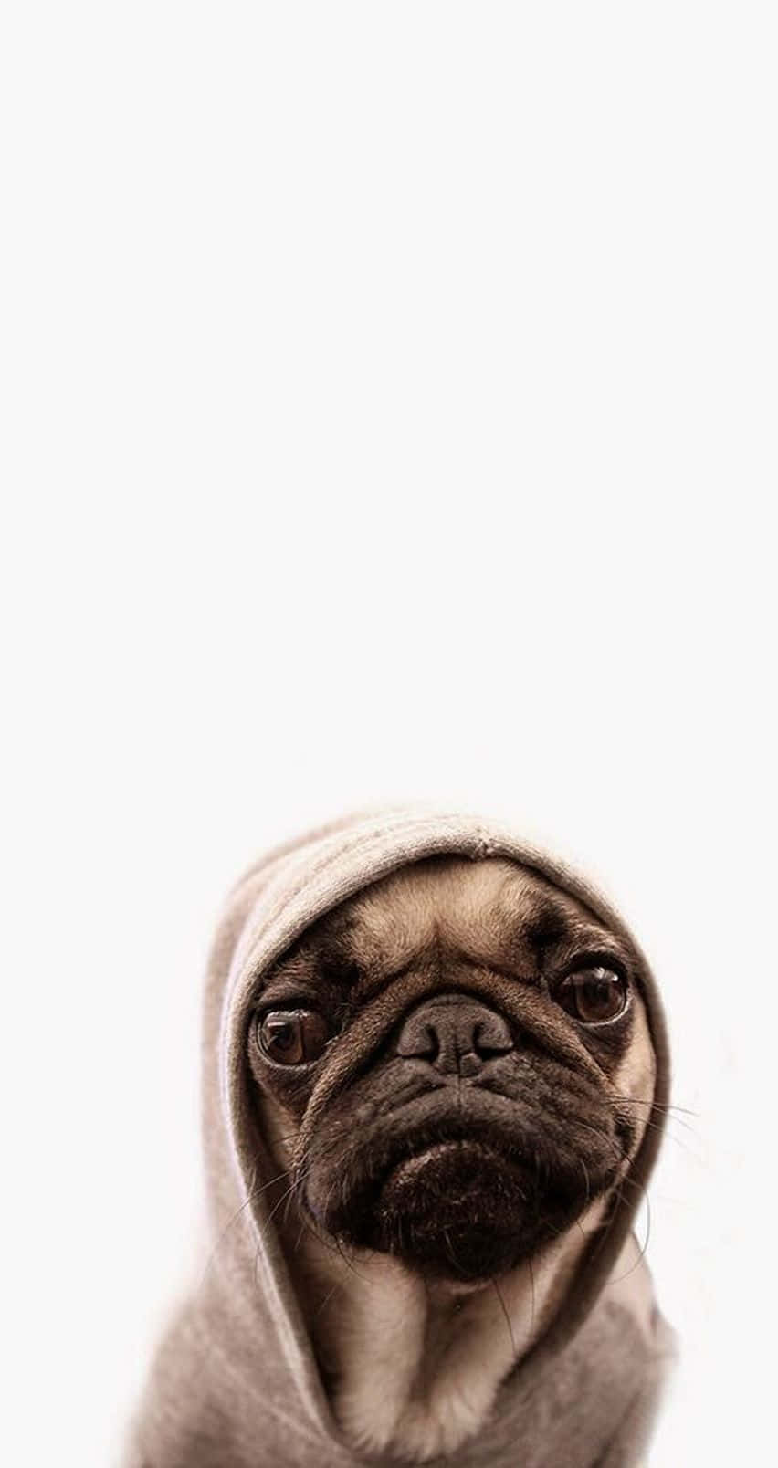 pug, hoodie, cozy hoodie, HD Phone Wallpaper
