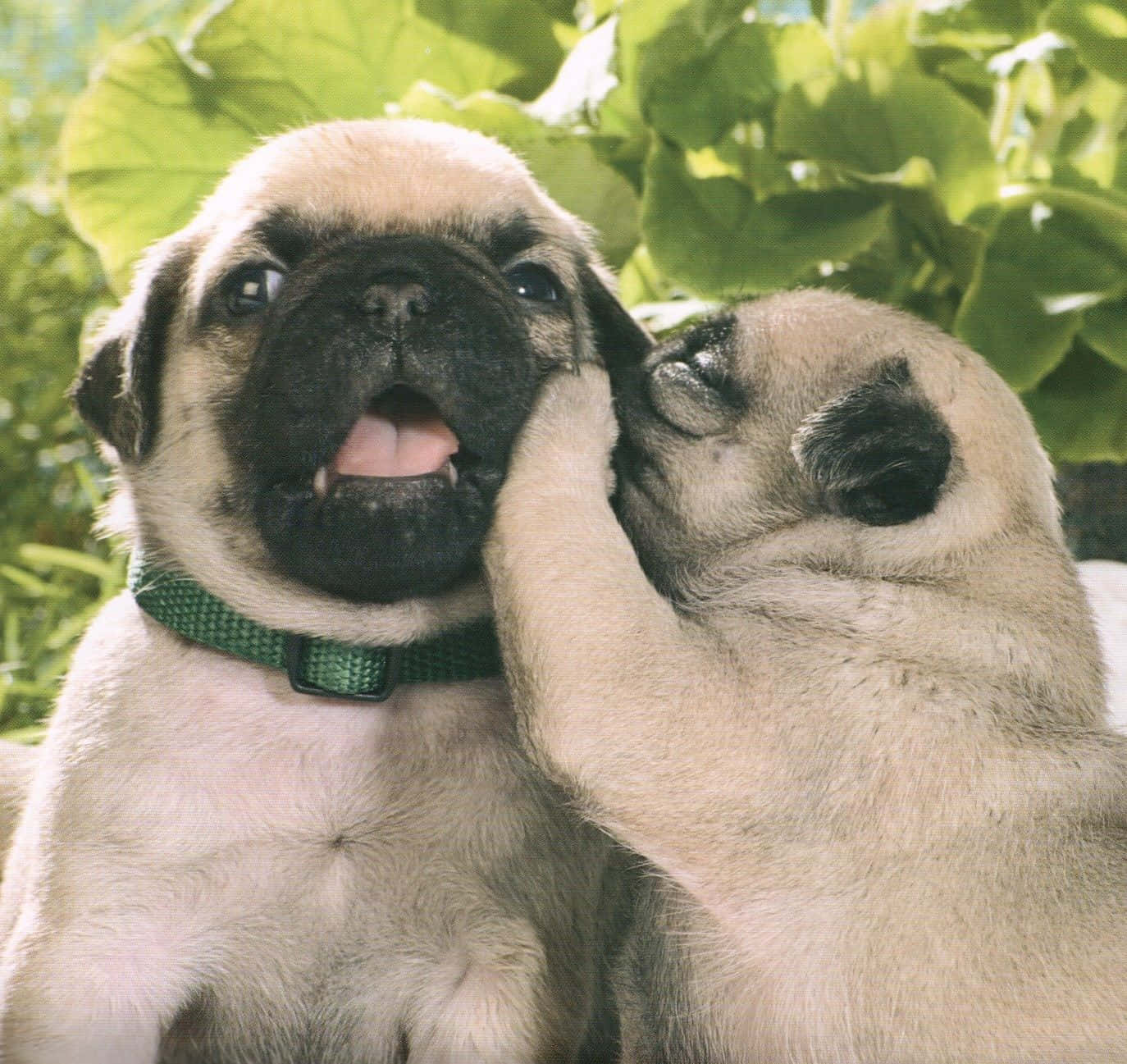 pug puppies, playfully pawing, lush green foliage, HD Desktop Wallpaper