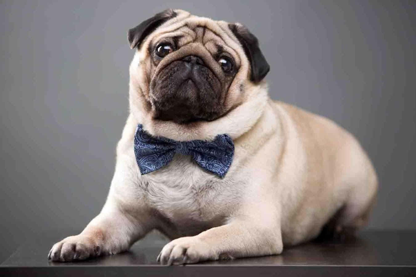fawn pug, blue patterned bowtie, dark surface, HD Desktop Wallpaper