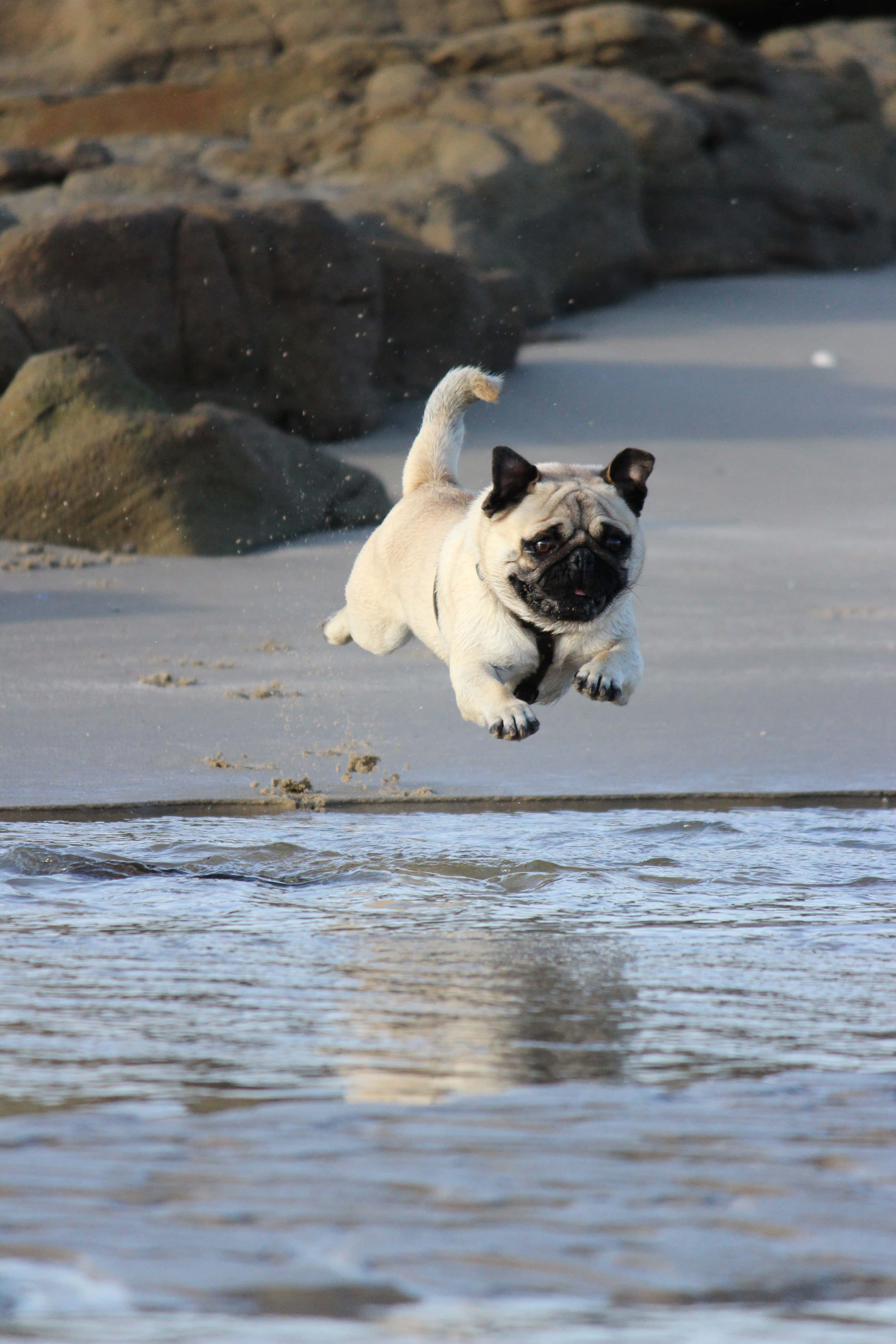 cute pug, beach, shallow water, 5K Phone Wallpaper